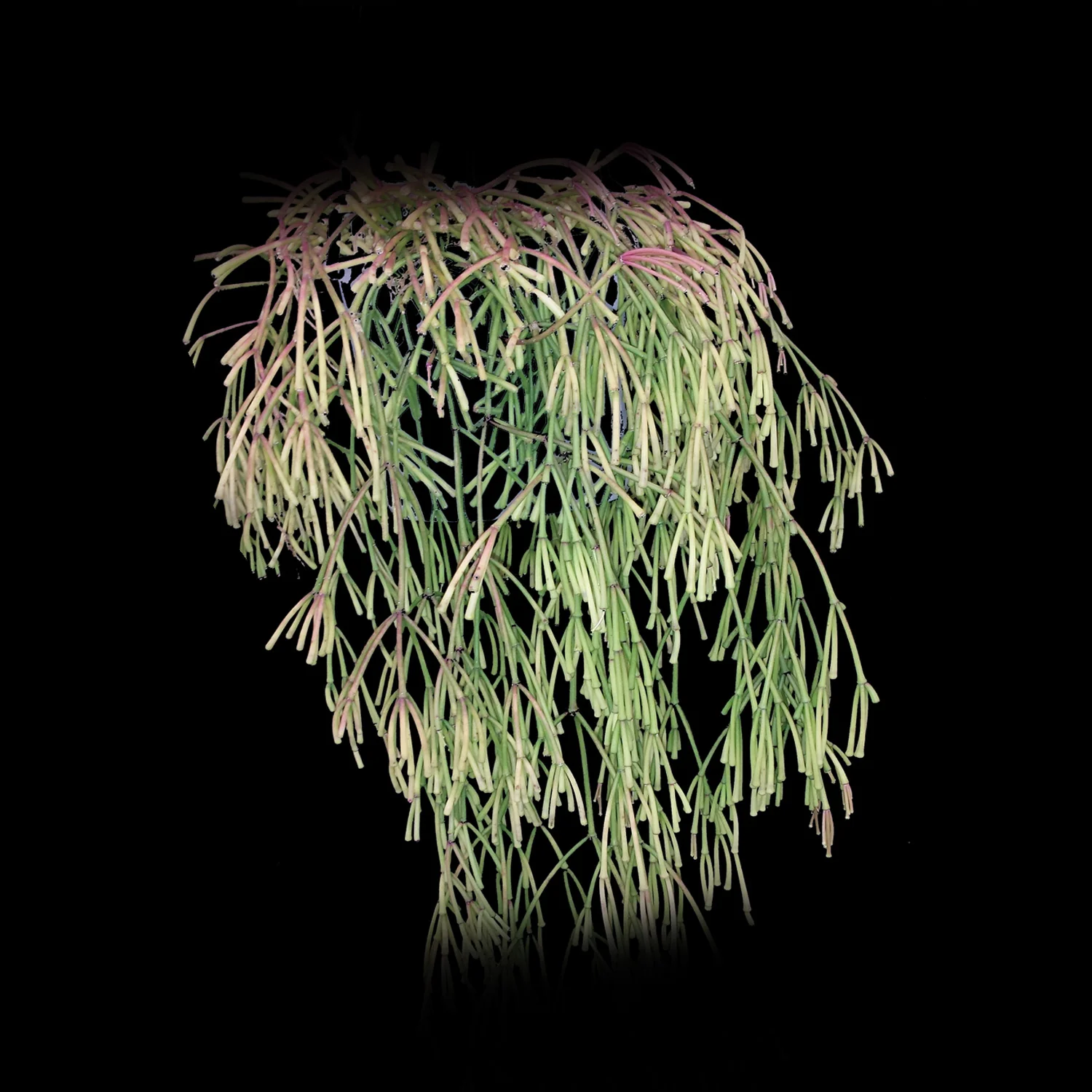 Rhipsalis clavata - Mistletoe Cactus