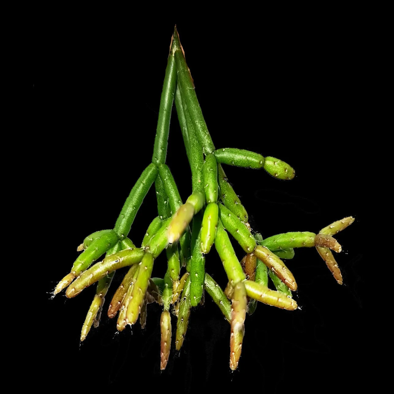 Rhipsalis ormindoi - Mistletoe Cactus