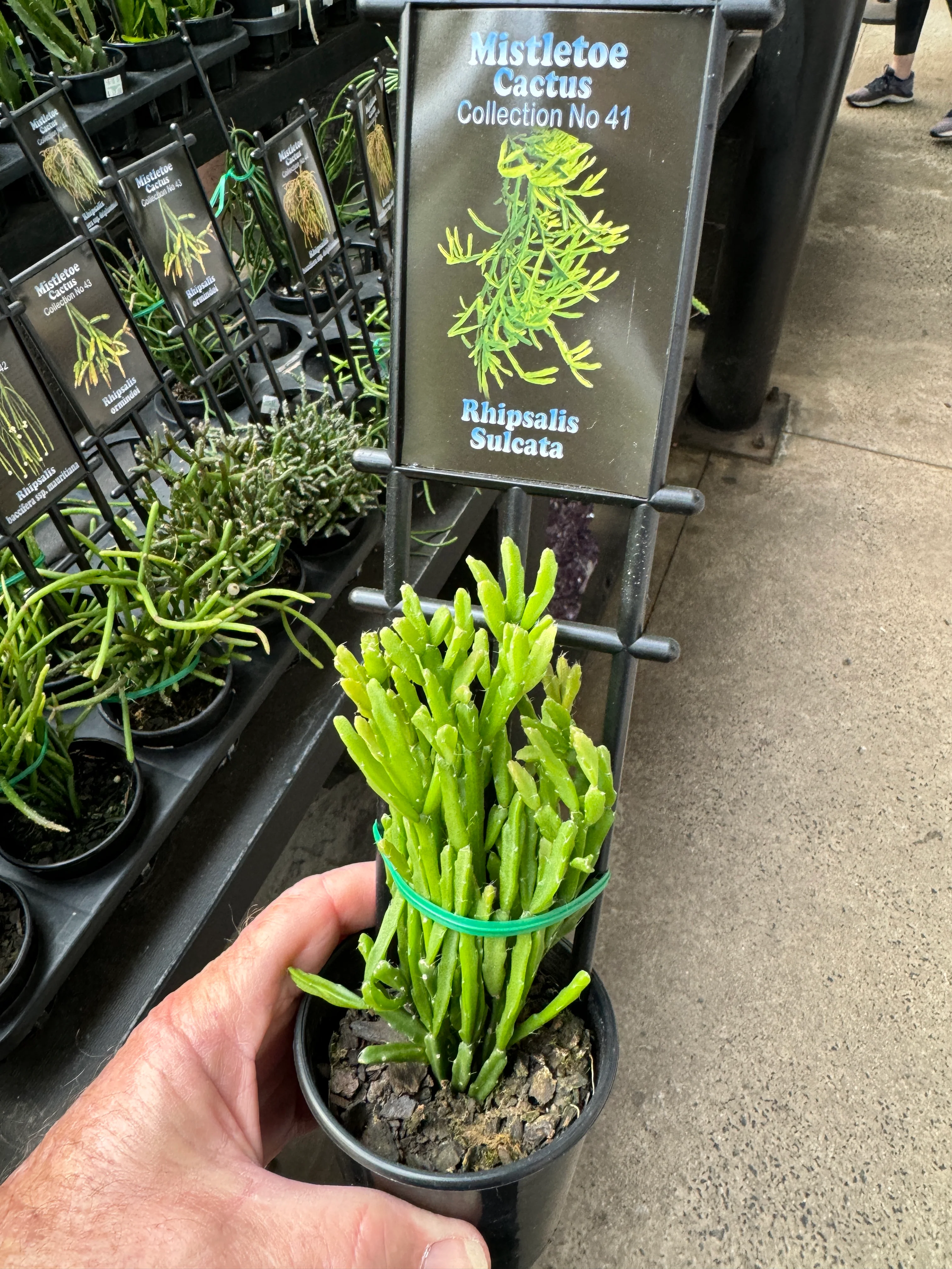 Rhipsalis sulcata - Mistletoe Cactus - Image 3
