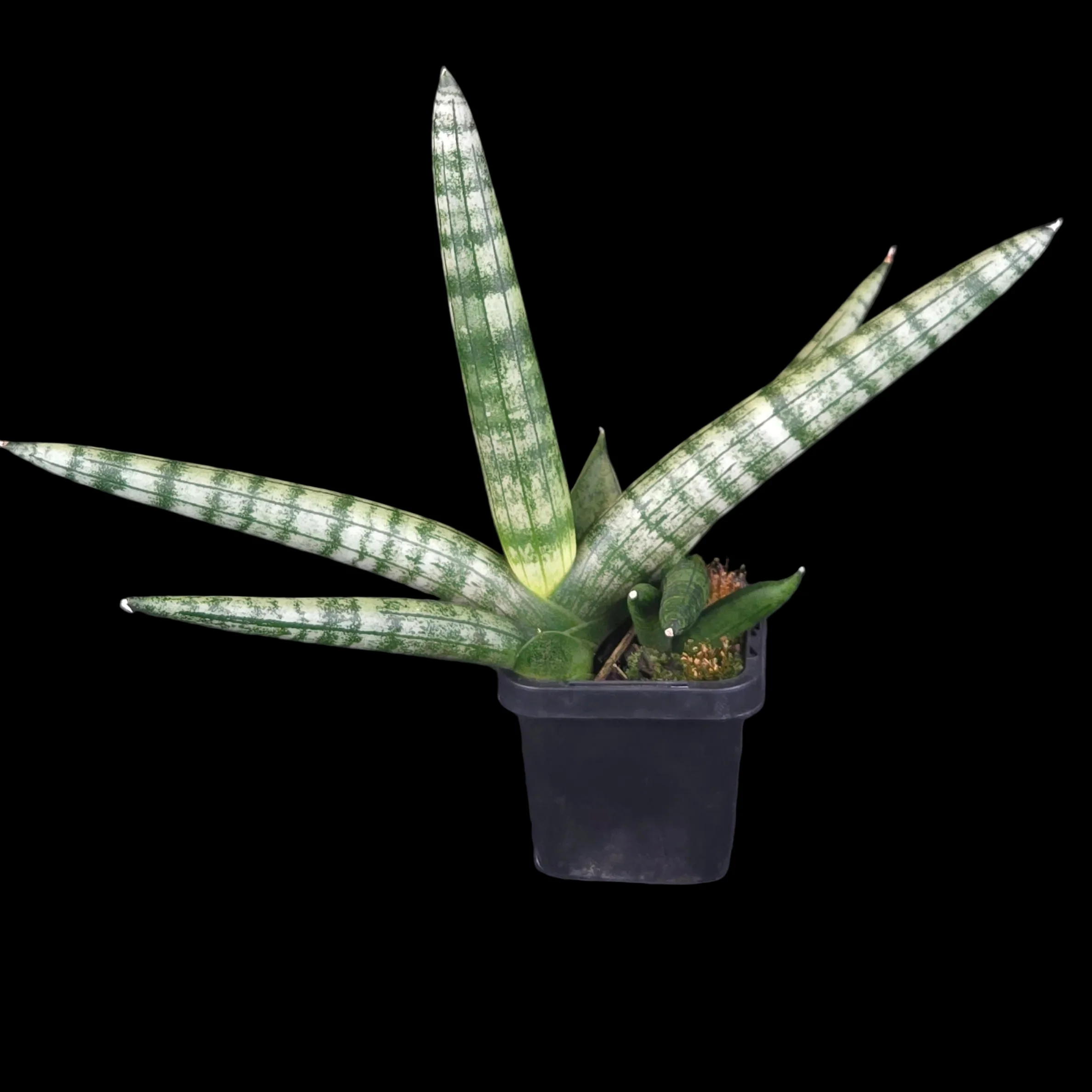 Sansevieria cylindrica ‘Boncel’ - Image 2