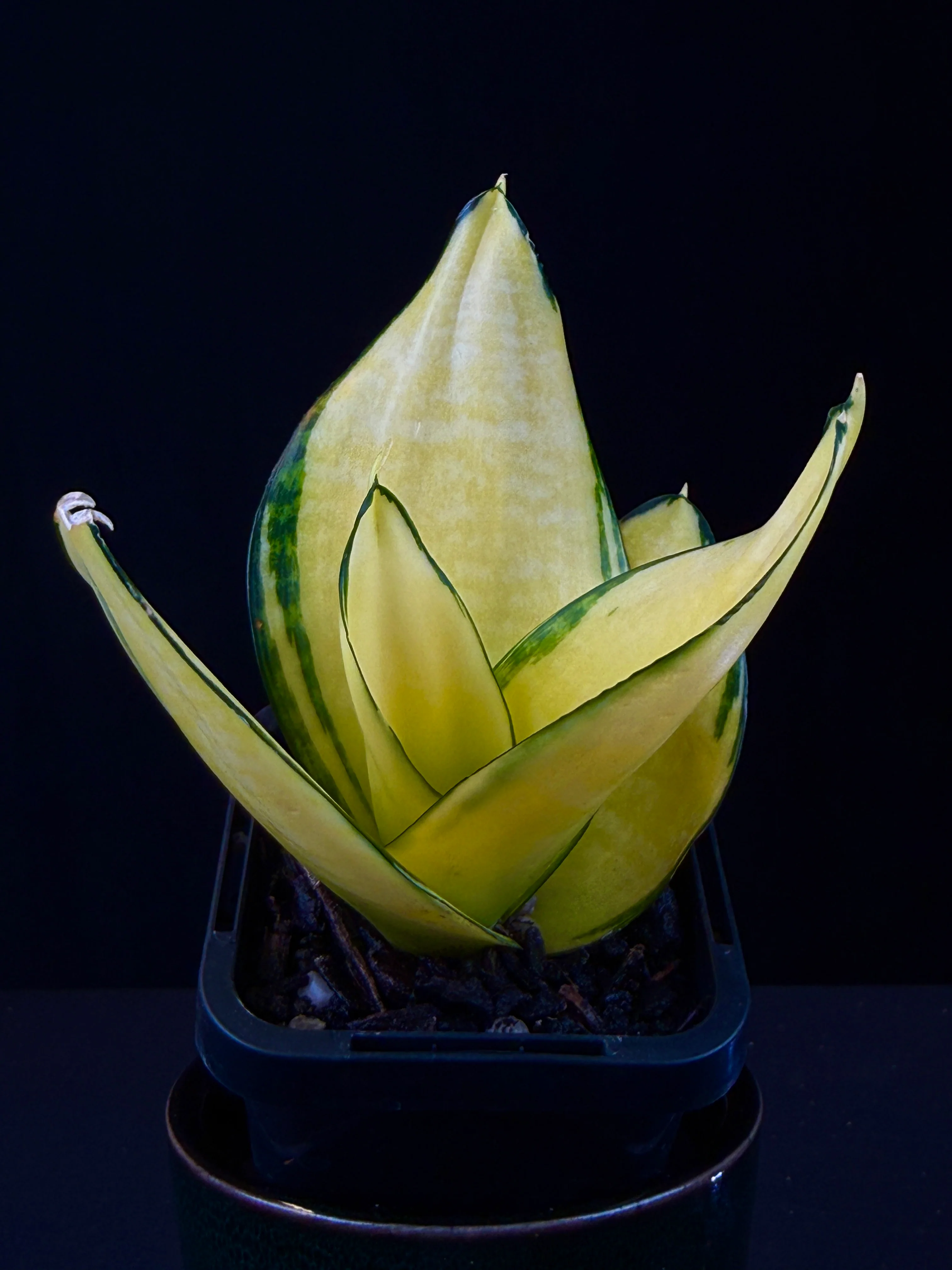 Sansevieria trifasciata ‘Hahnii Super Gold’ - Image 2