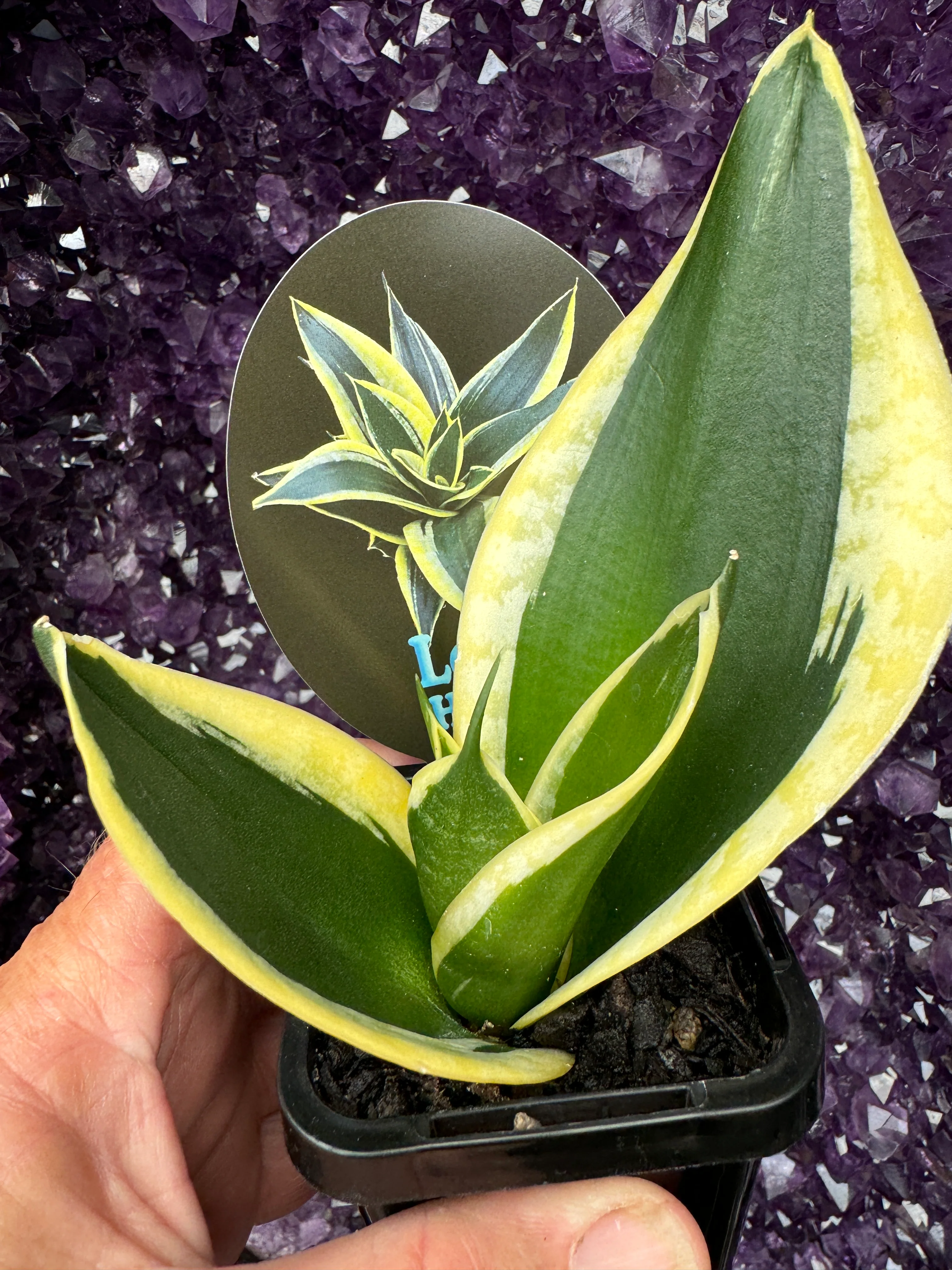 Sansevieria trifasciata 'Lotus Hahnii' - Image 2