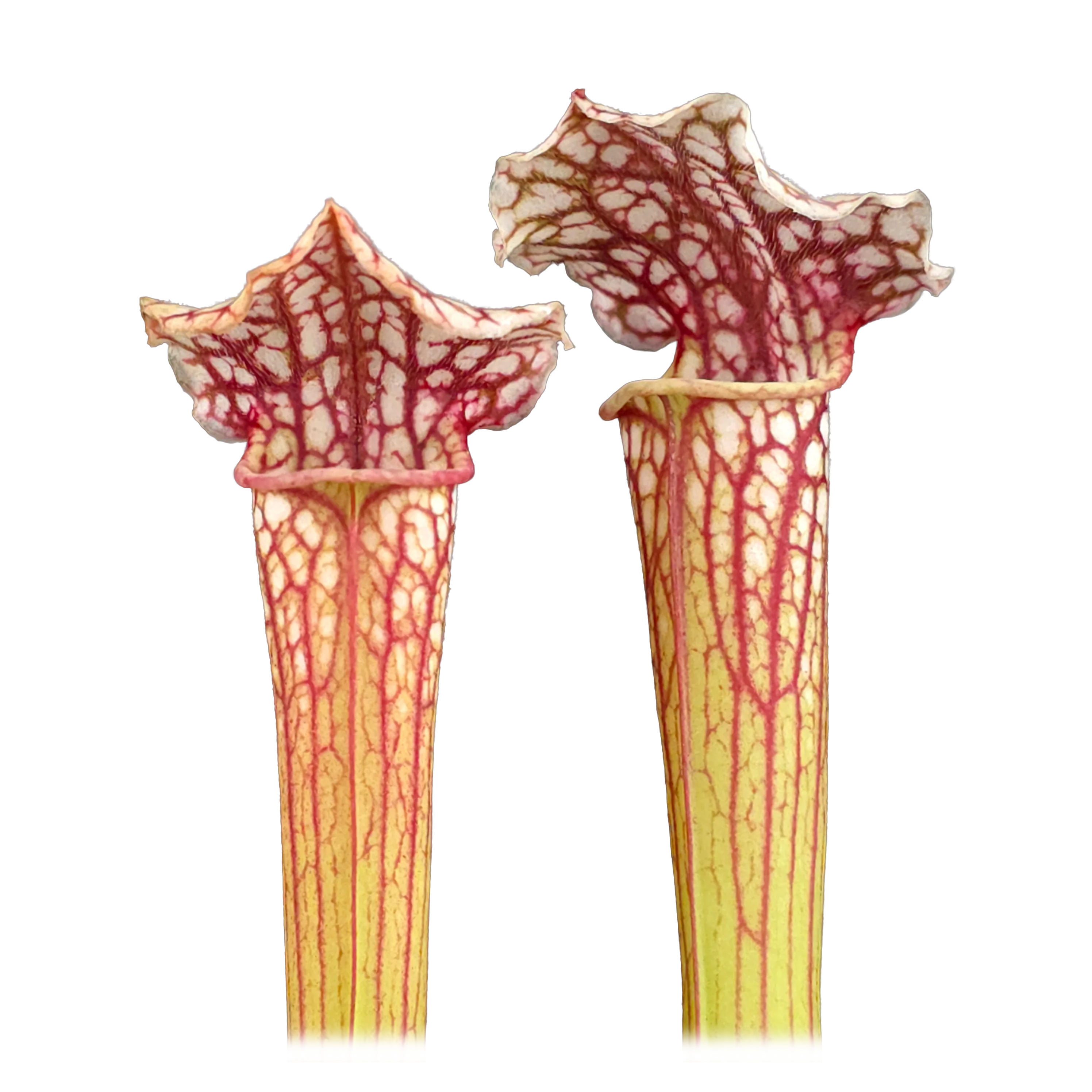 Sarracenia 'Daniel Rudd'