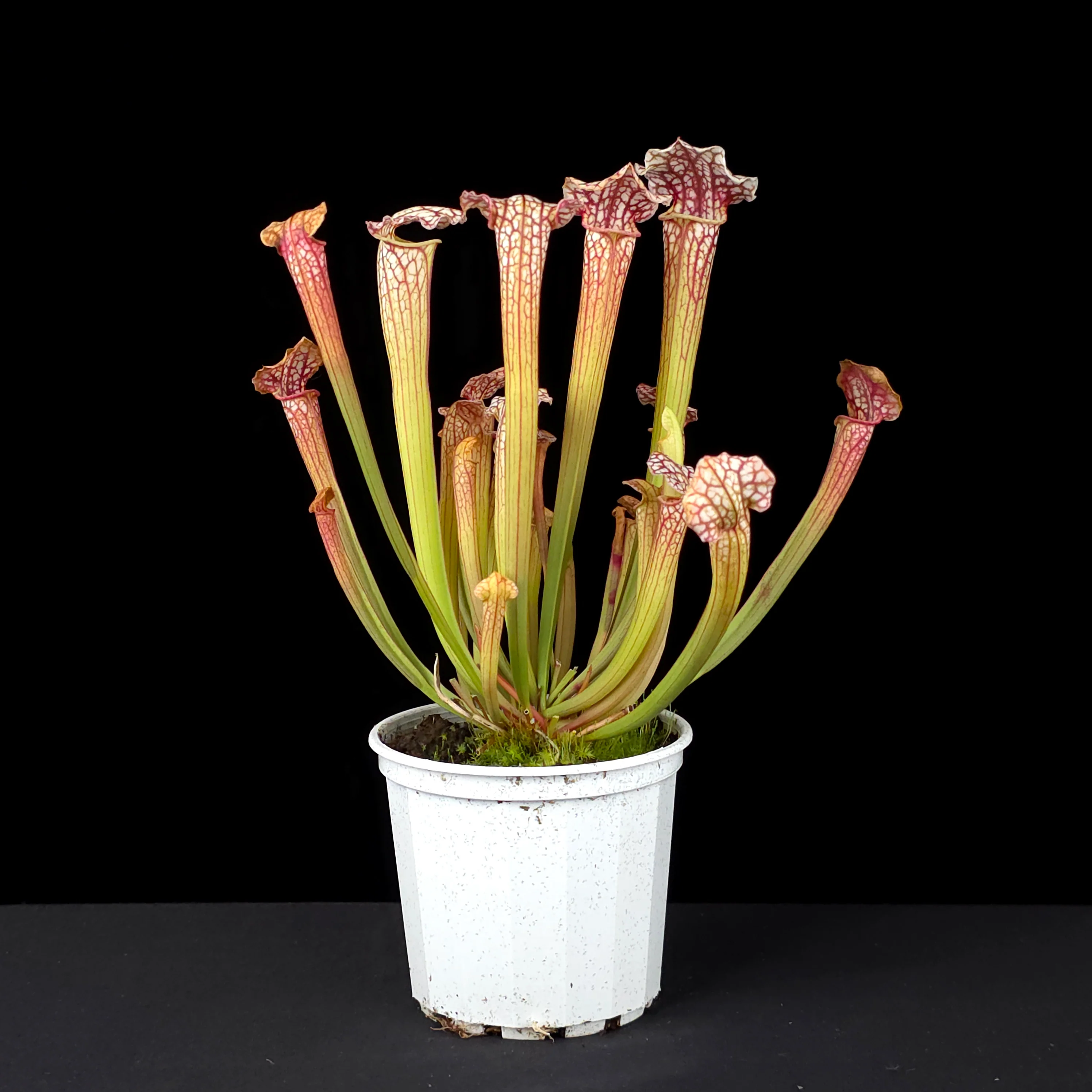 Sarracenia 'Daniel Rudd' - Image 4