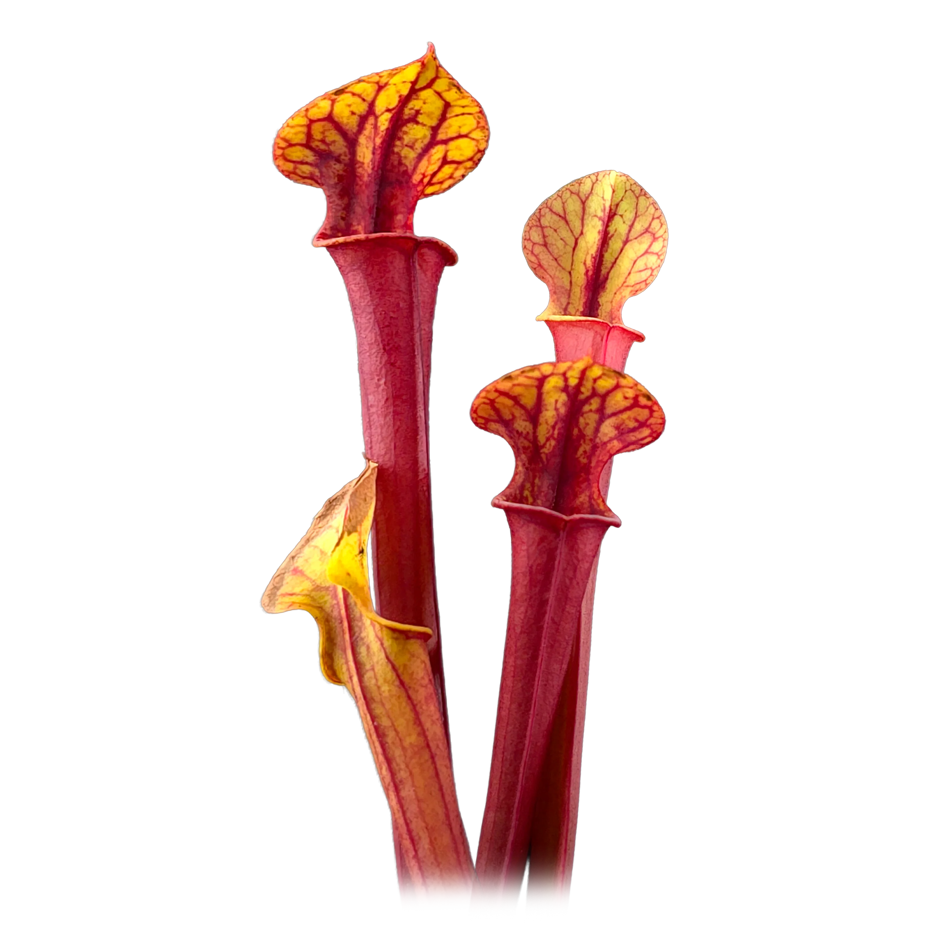 Sarracenia flava 'Red Tube'