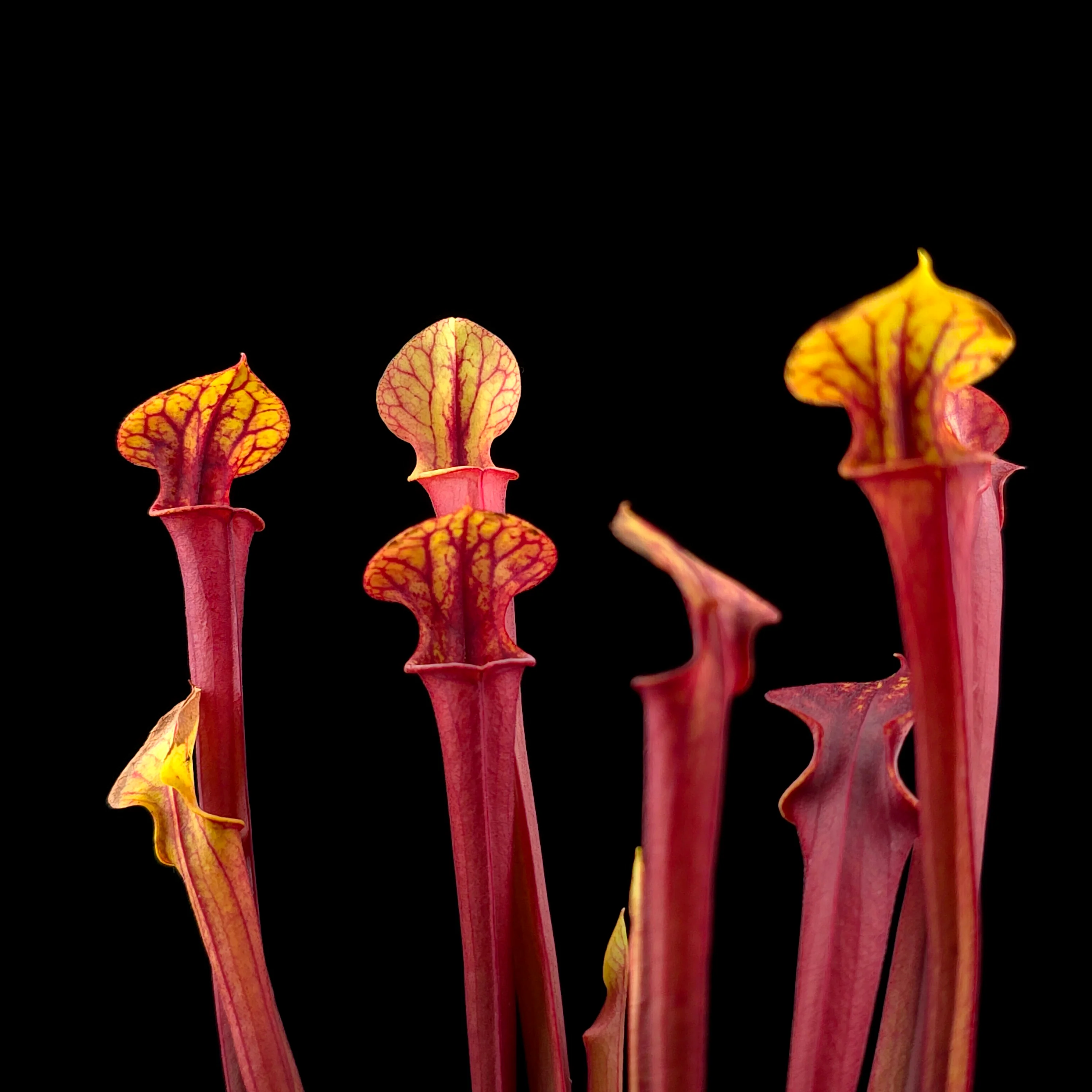 Sarracenia flava 'Red Tube' - Image 3