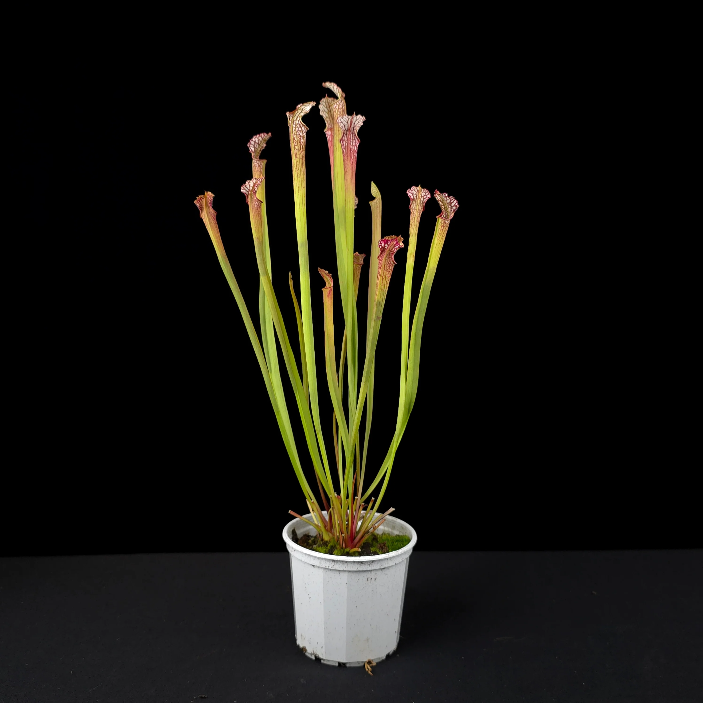 Sarracenia leucophylla - Image 2