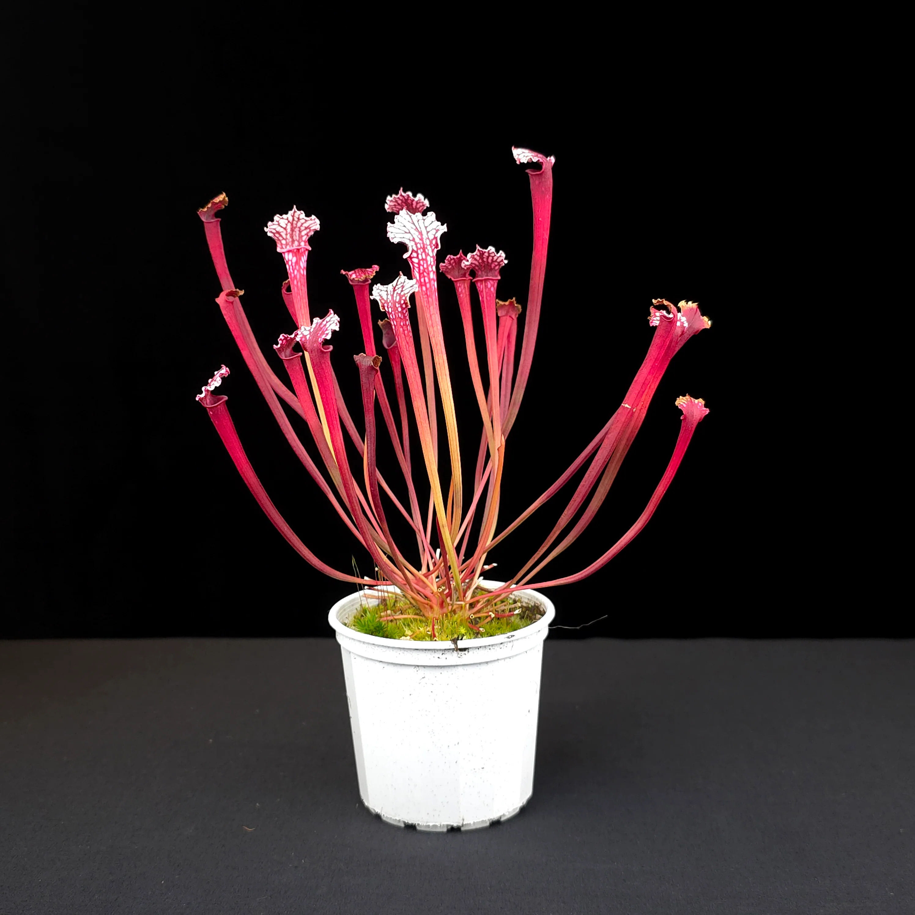 Sarracenia leucophylla 'Red Top' - Image 2