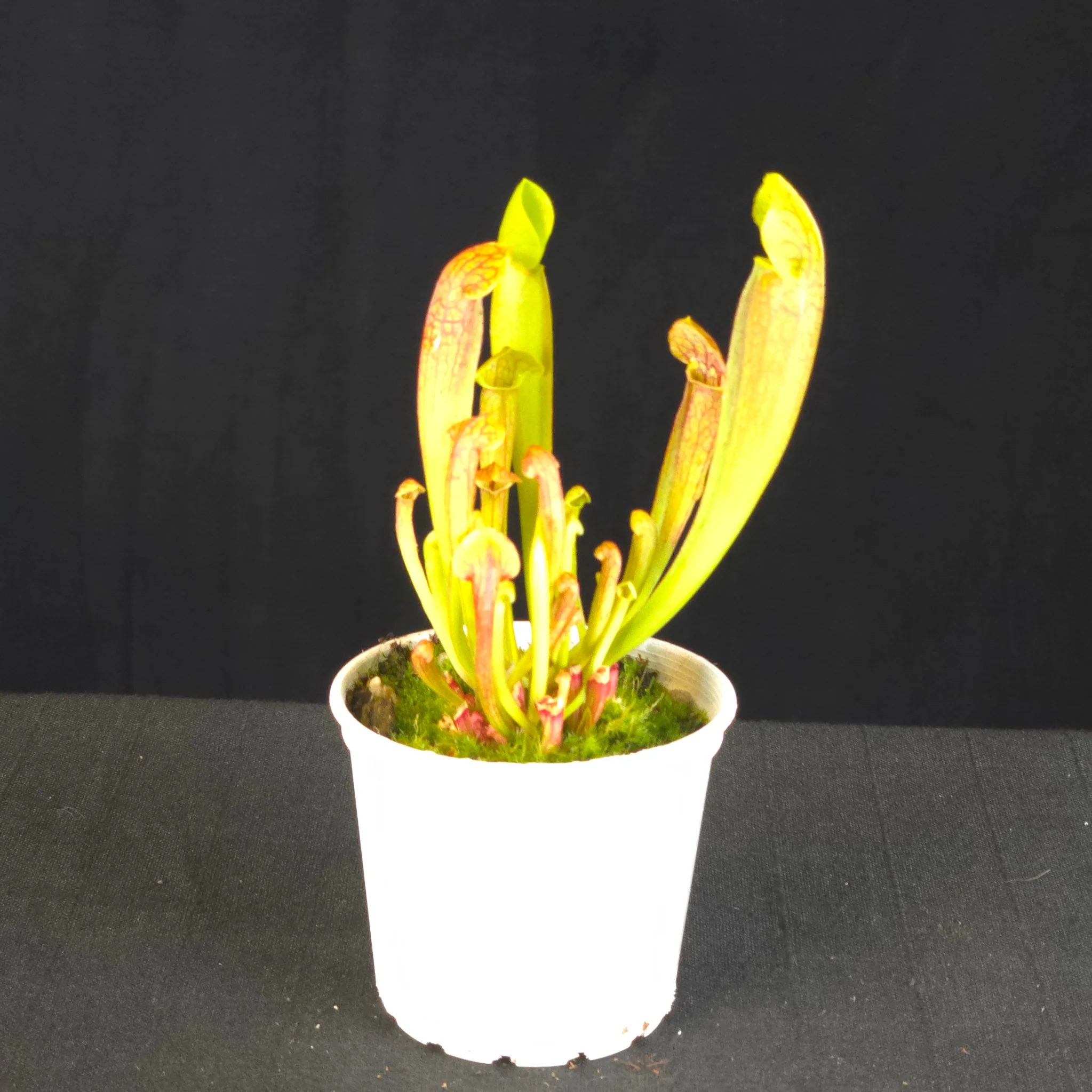 Sarracenia 'Paradisia' Green Form - Image 2