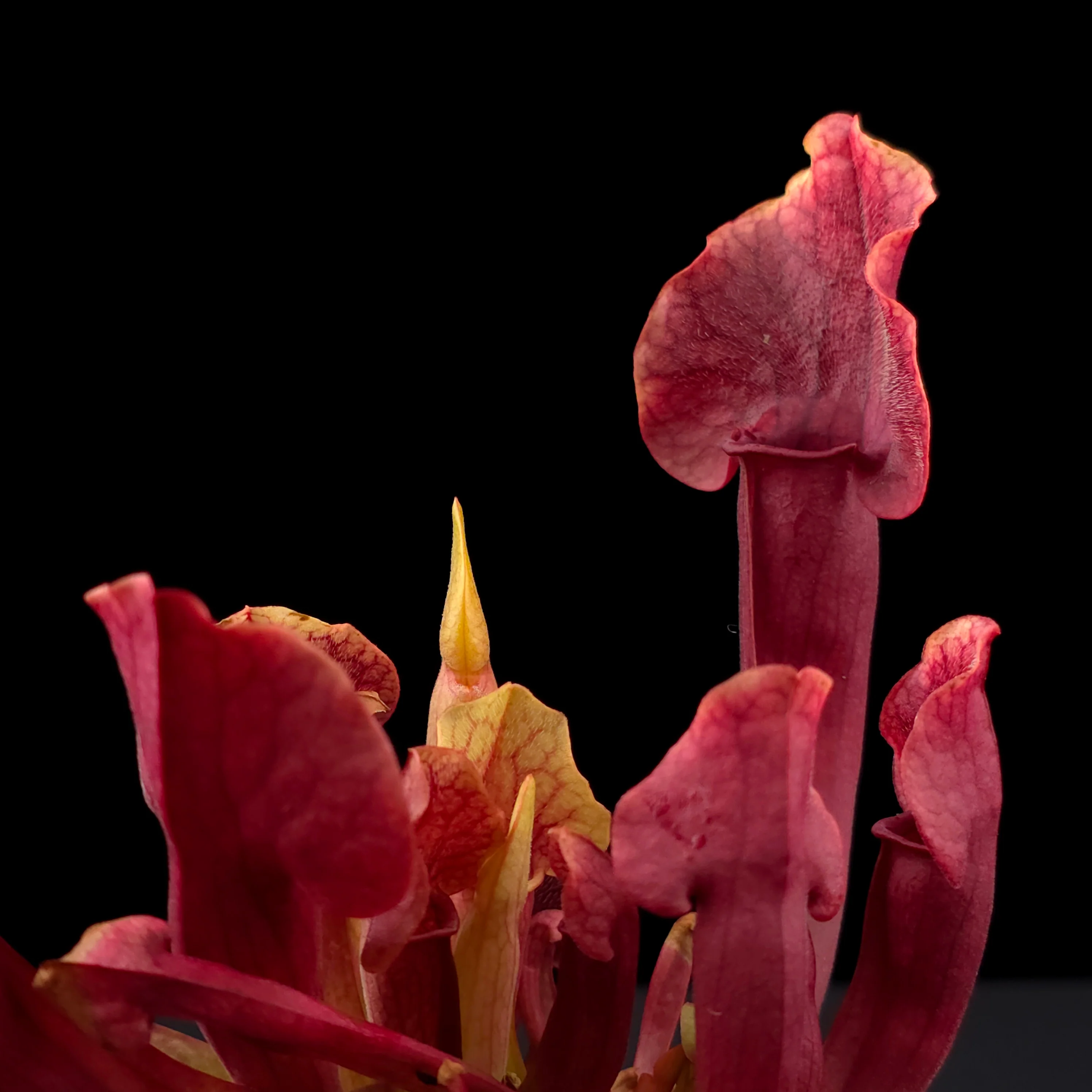 Sarracenia 'Paradisia' Red Form - Image 3