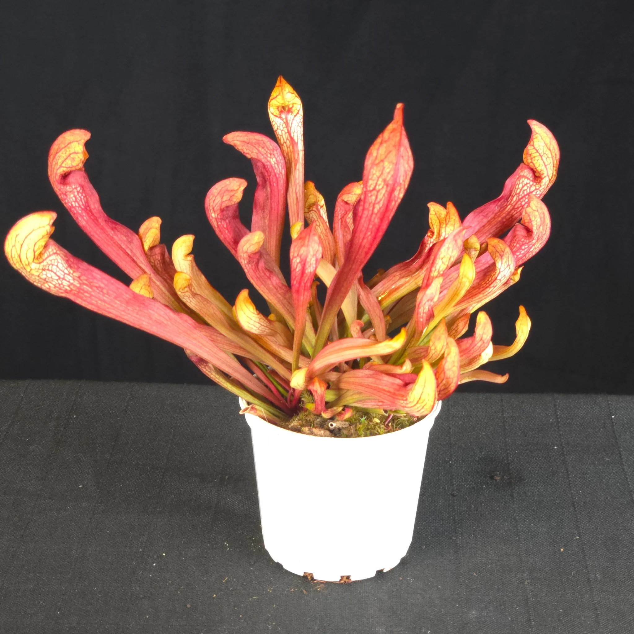 Sarracenia ‘Ruby Lips’ - Image 2