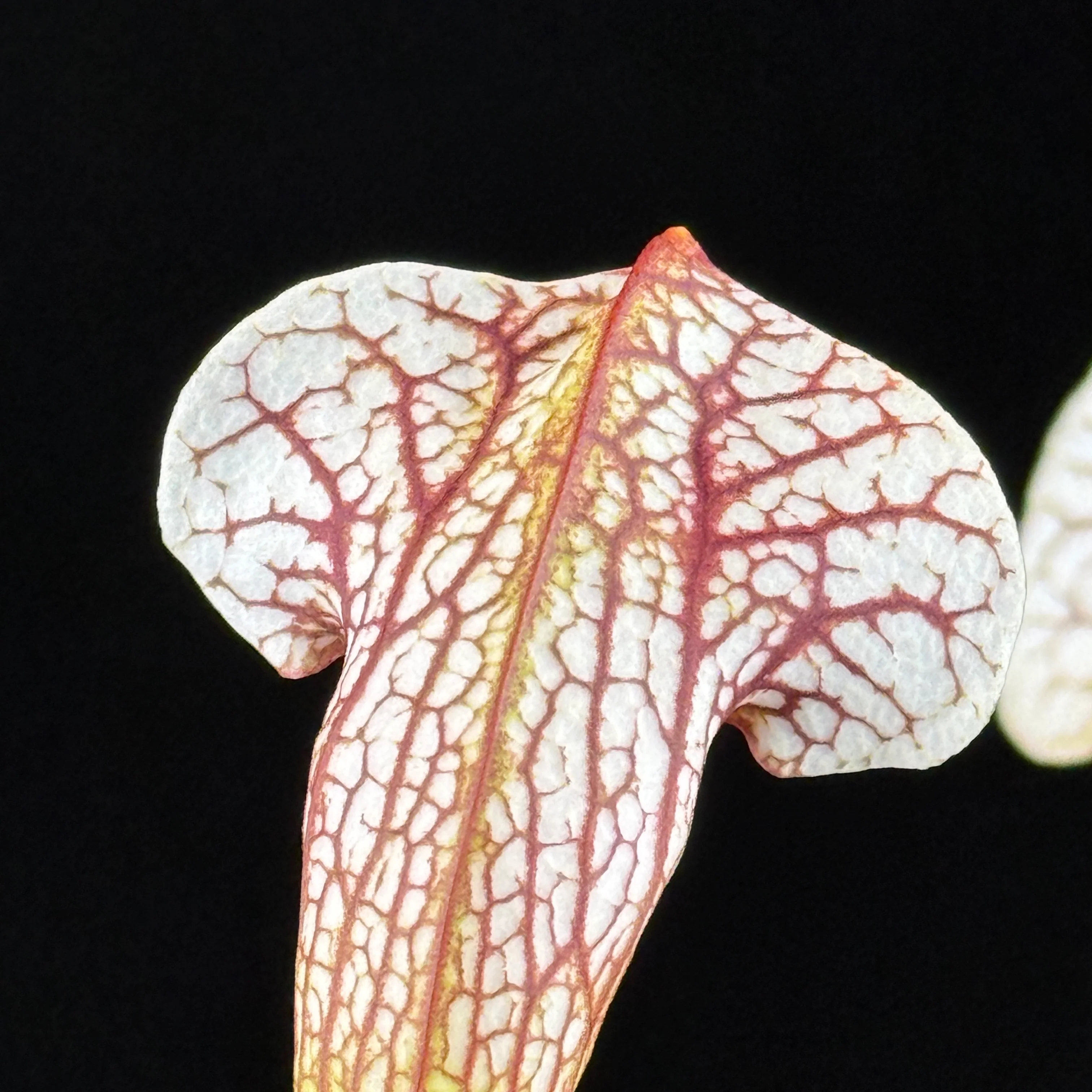Sarracenia Umlauftiana - Image 4