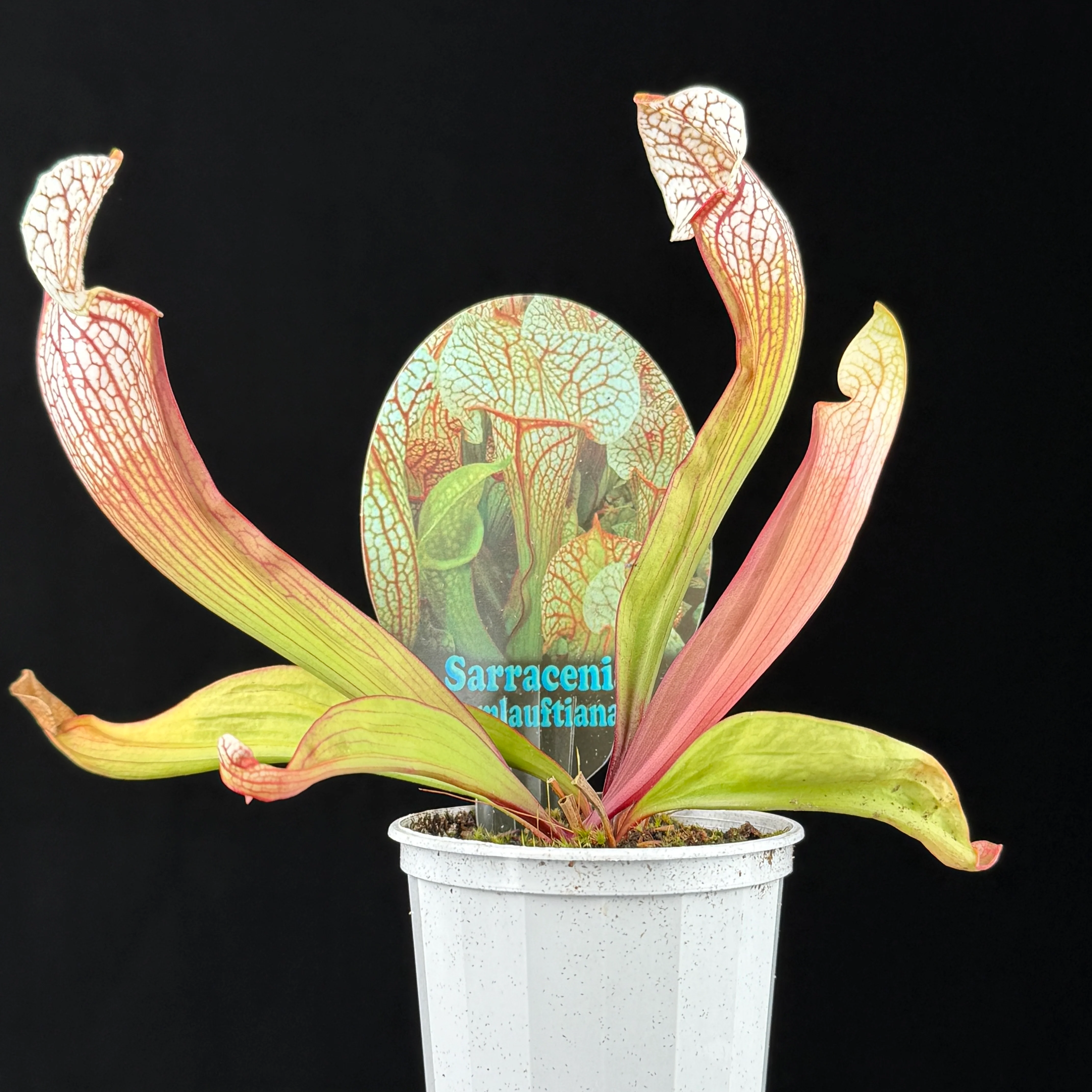 Sarracenia Umlauftiana - Image 6