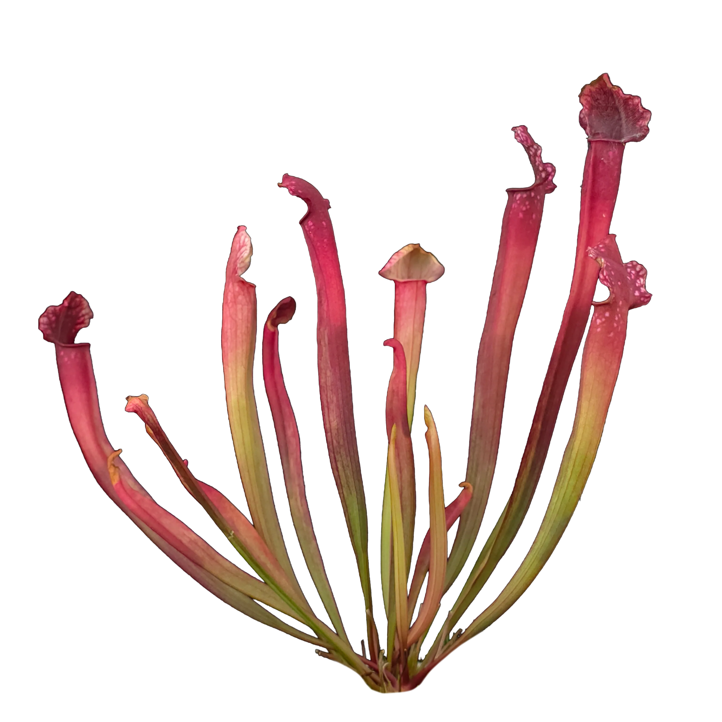 Sarracenia × willisii