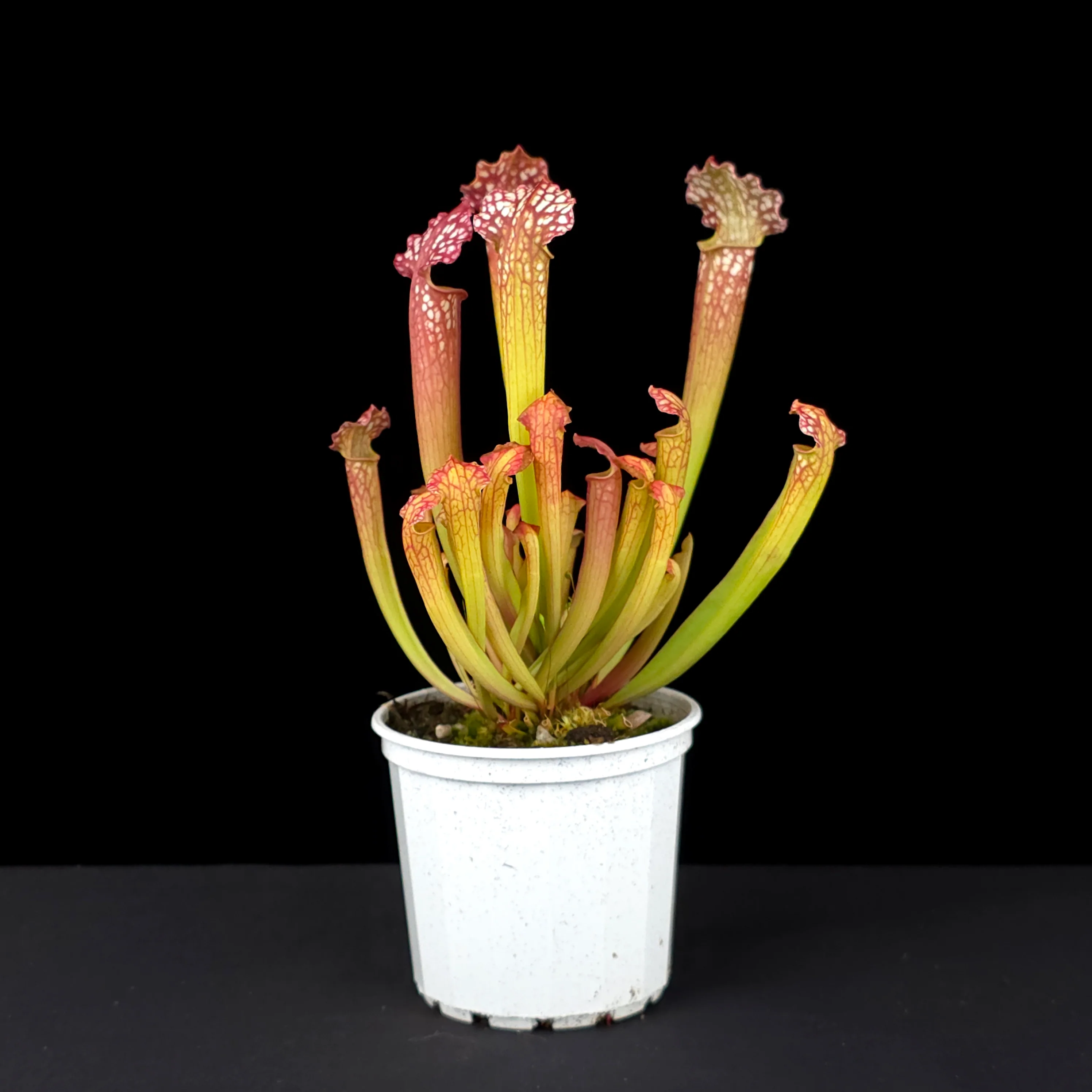 Sarracenia x farnhamii - Image 3