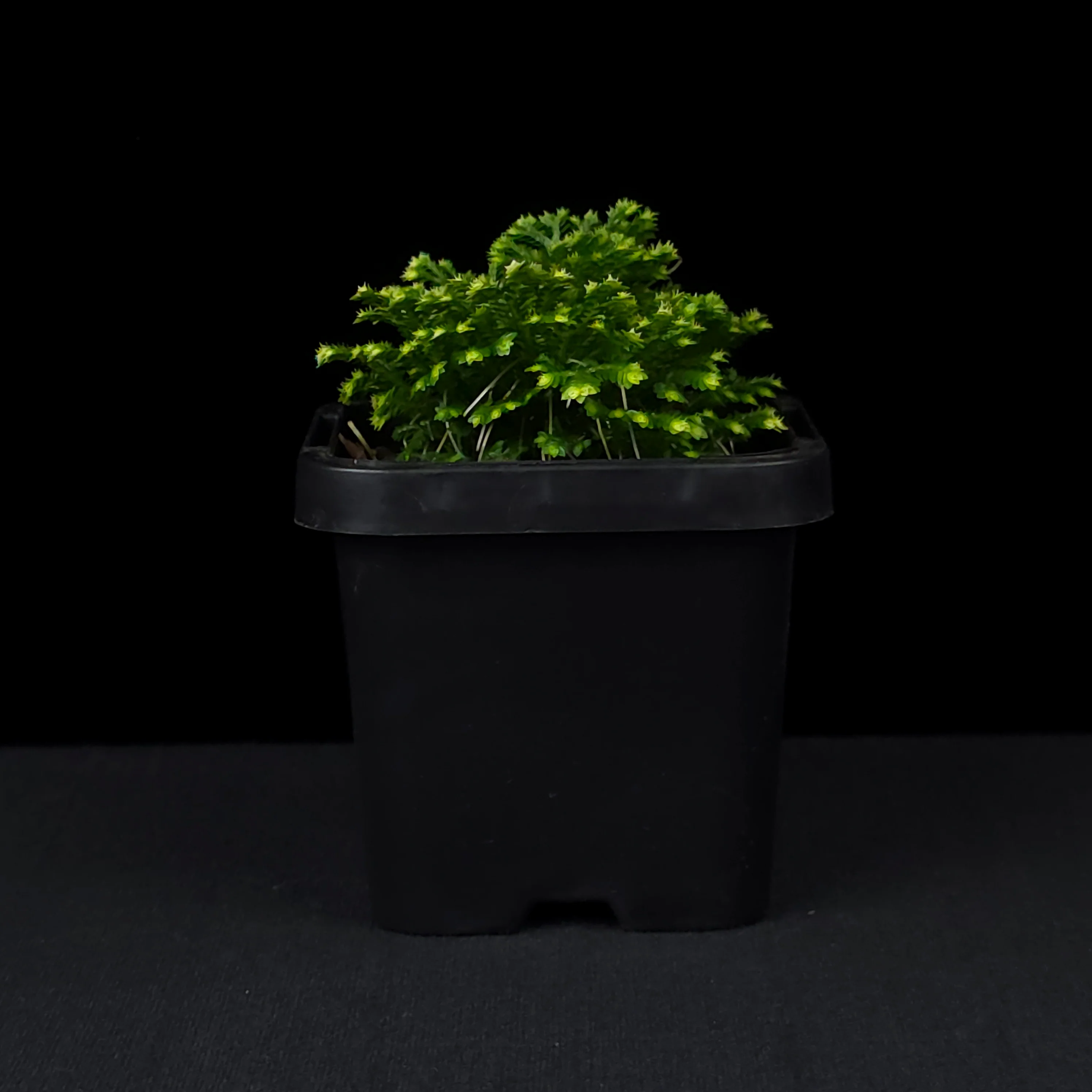 Selaginella martensii variegata 'Jori' - Image 2