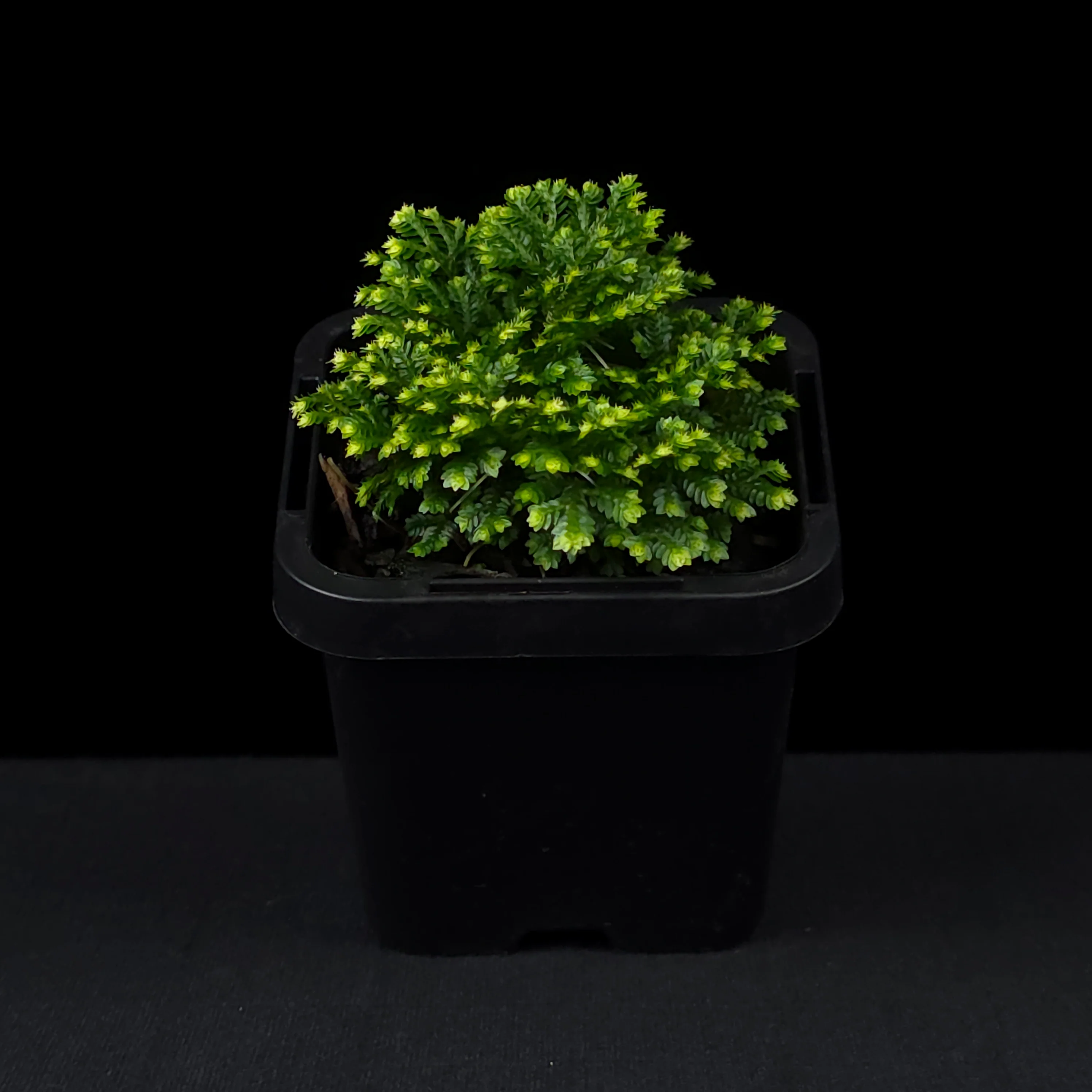 Selaginella martensii variegata 'Jori' - Image 3