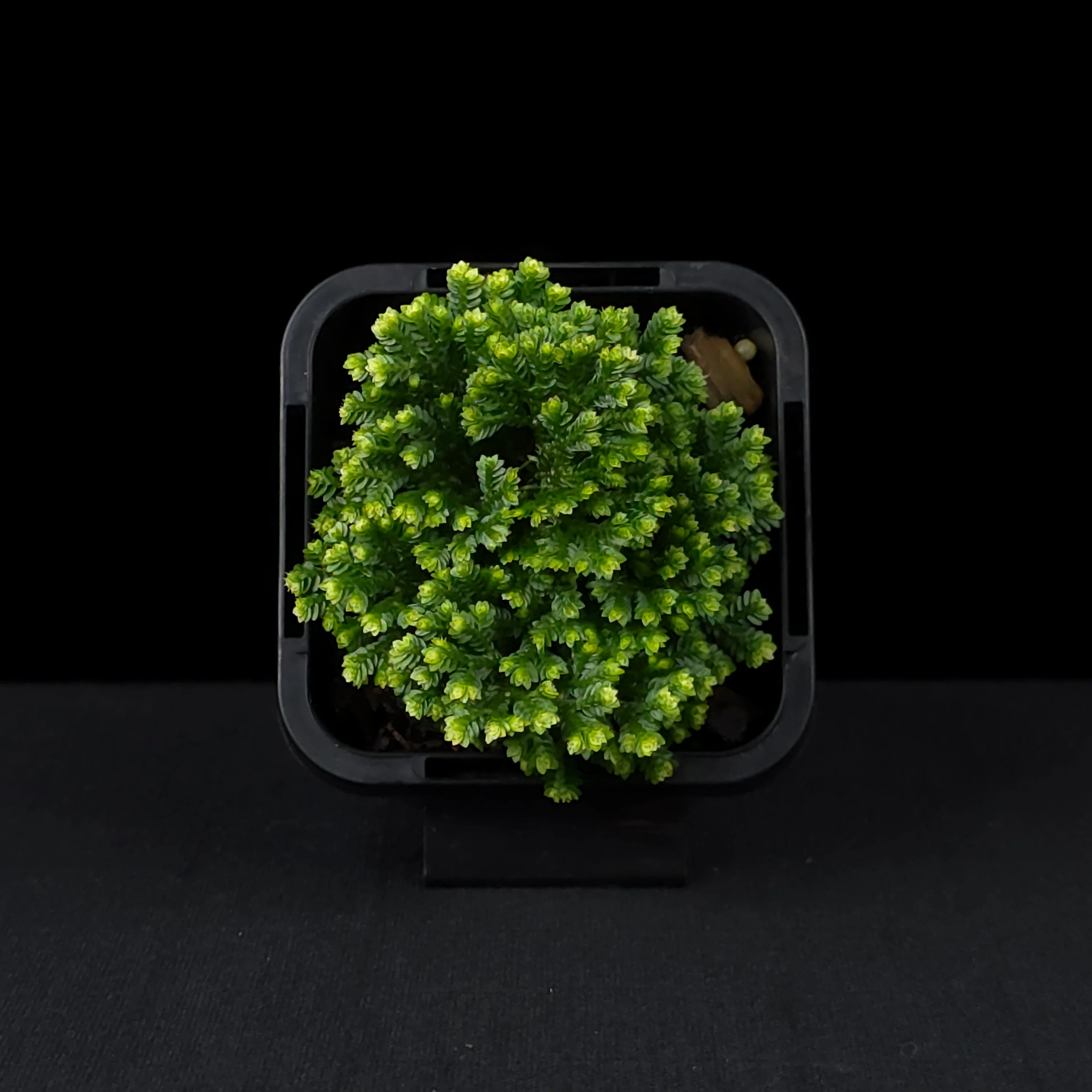 Selaginella martensii variegata 'Jori' - Image 4