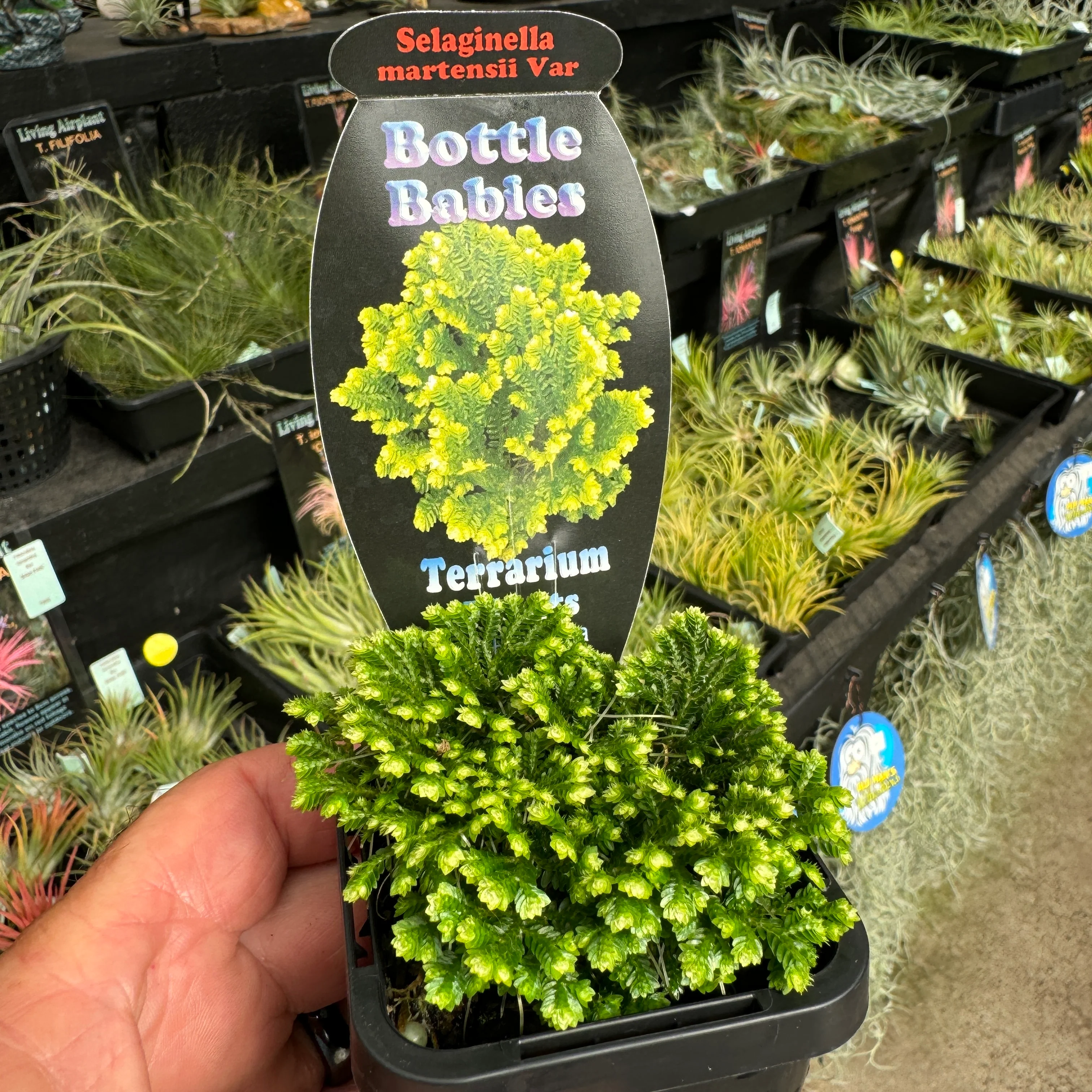 Selaginella martensii variegata 'Jori' - Image 6