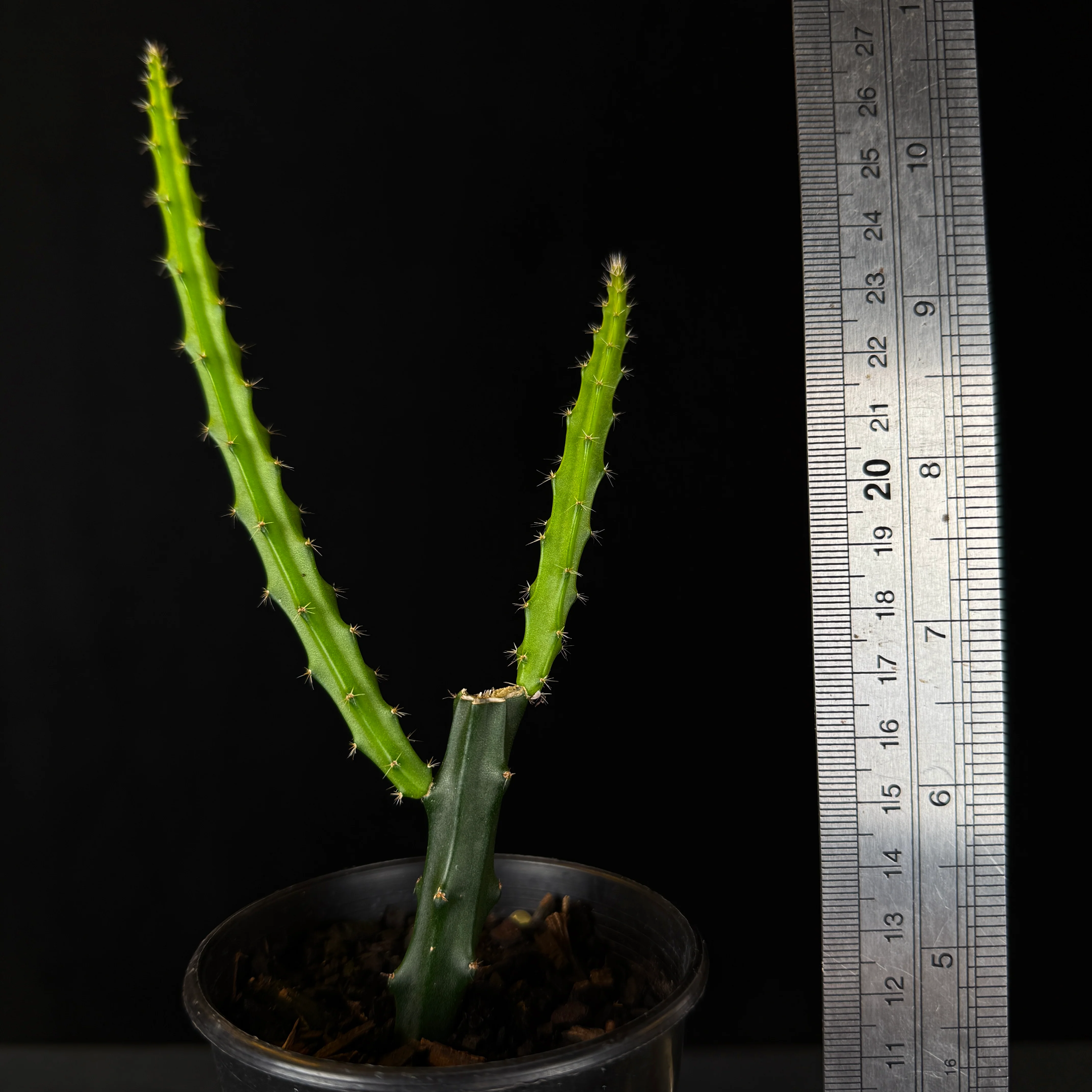 Selenicereus macdonaldiae 'Queen of the Night' (WA prohibited) - Image 3