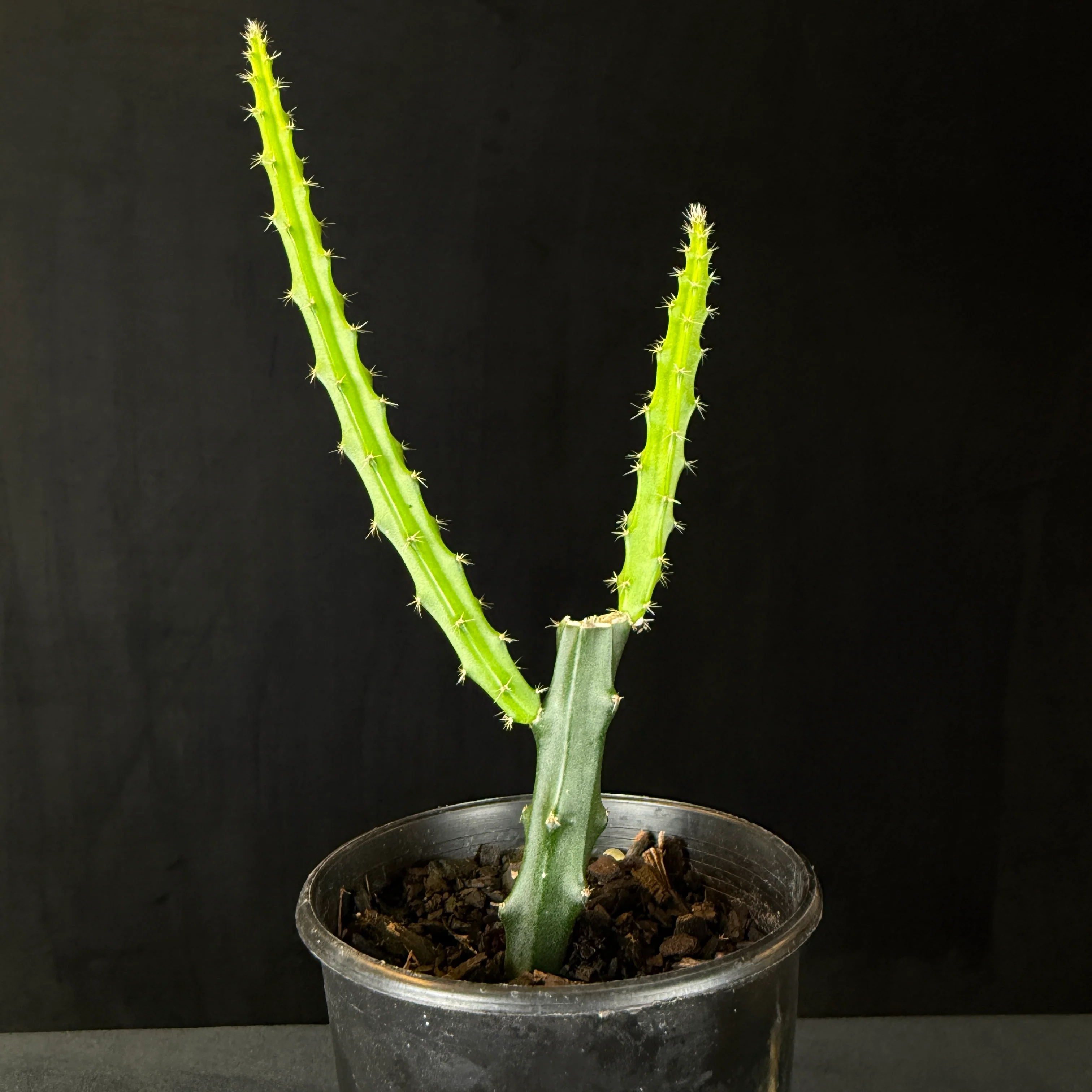 Selenicereus macdonaldiae 'Queen of the Night' (WA prohibited) - Image 4