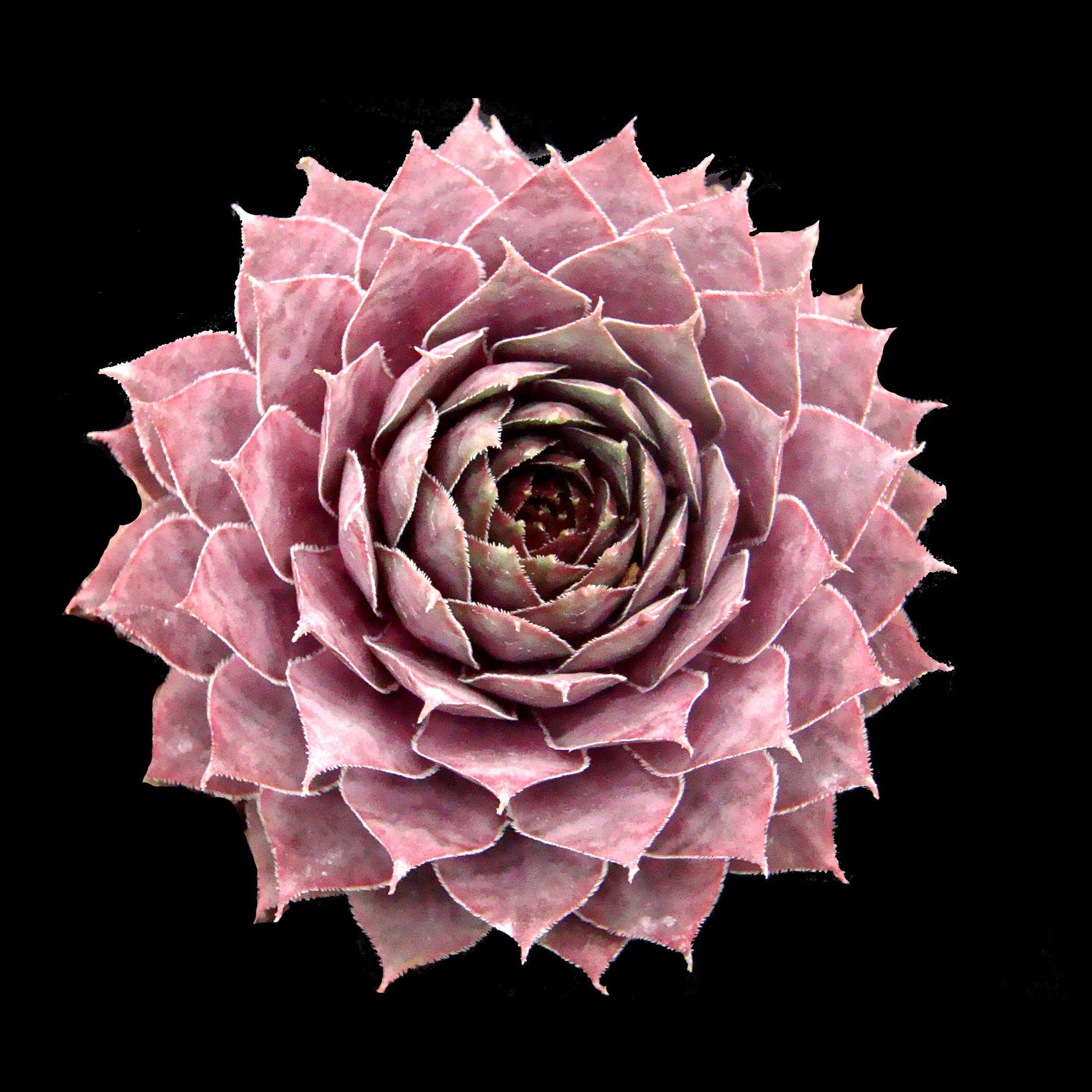 Sempervivum 'Centennial'