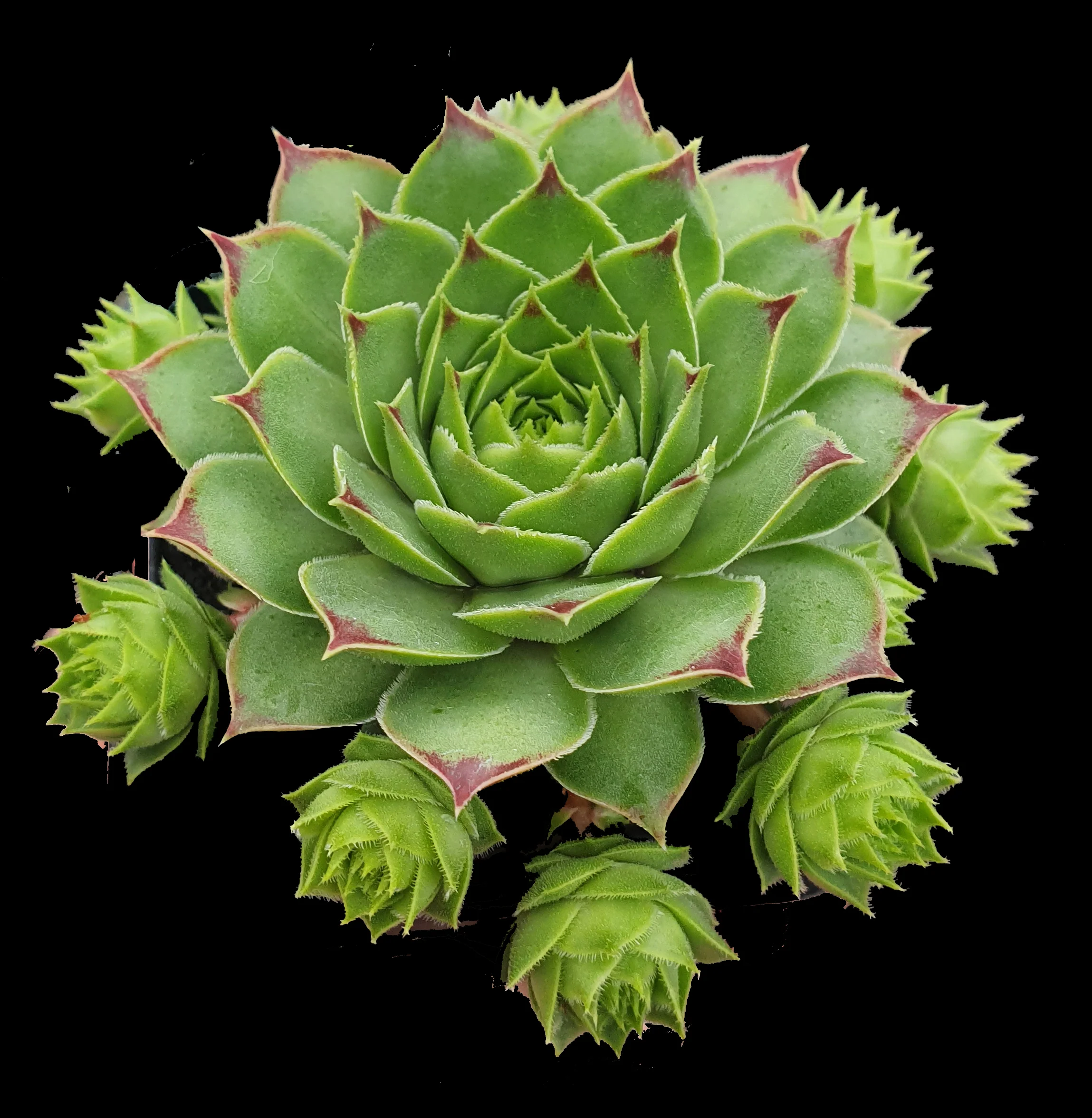 Sempervivum 'Lime Light'
