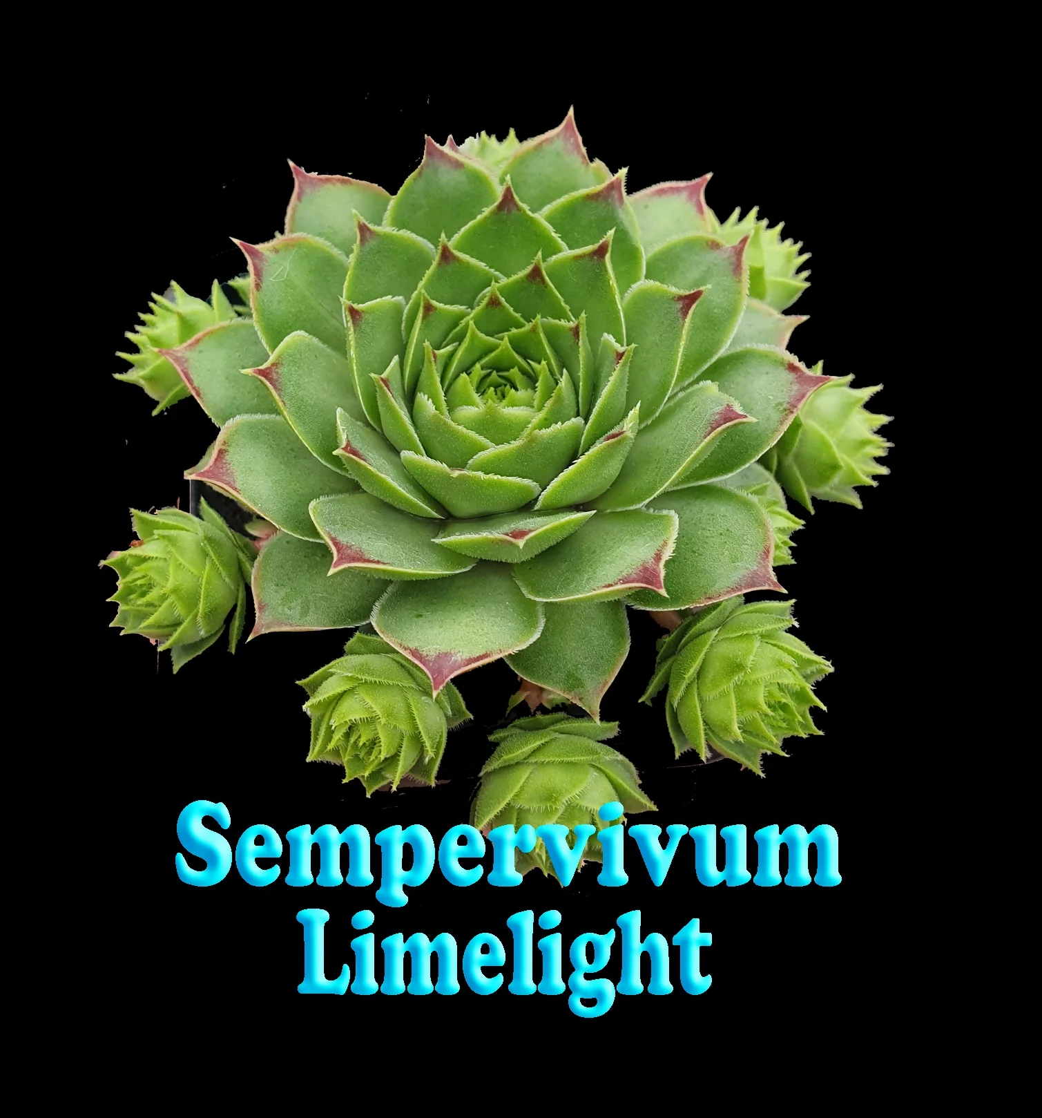 Sempervivum 'Lime Light' - Image 2