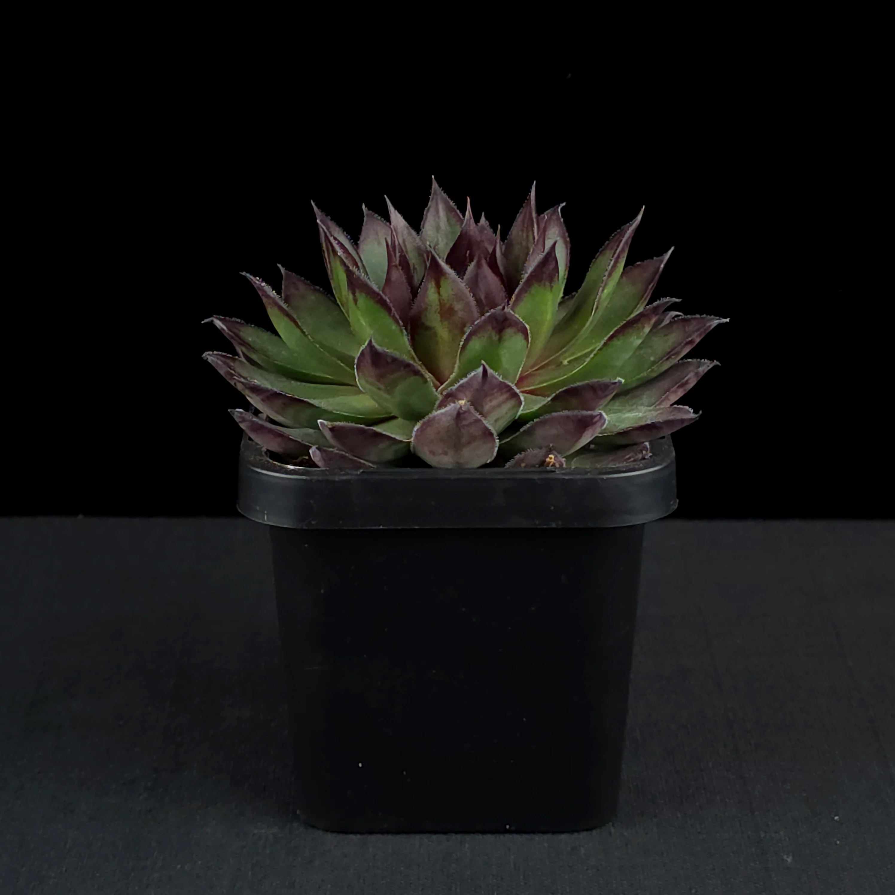 Sempervivum 'Lioness' - Image 2