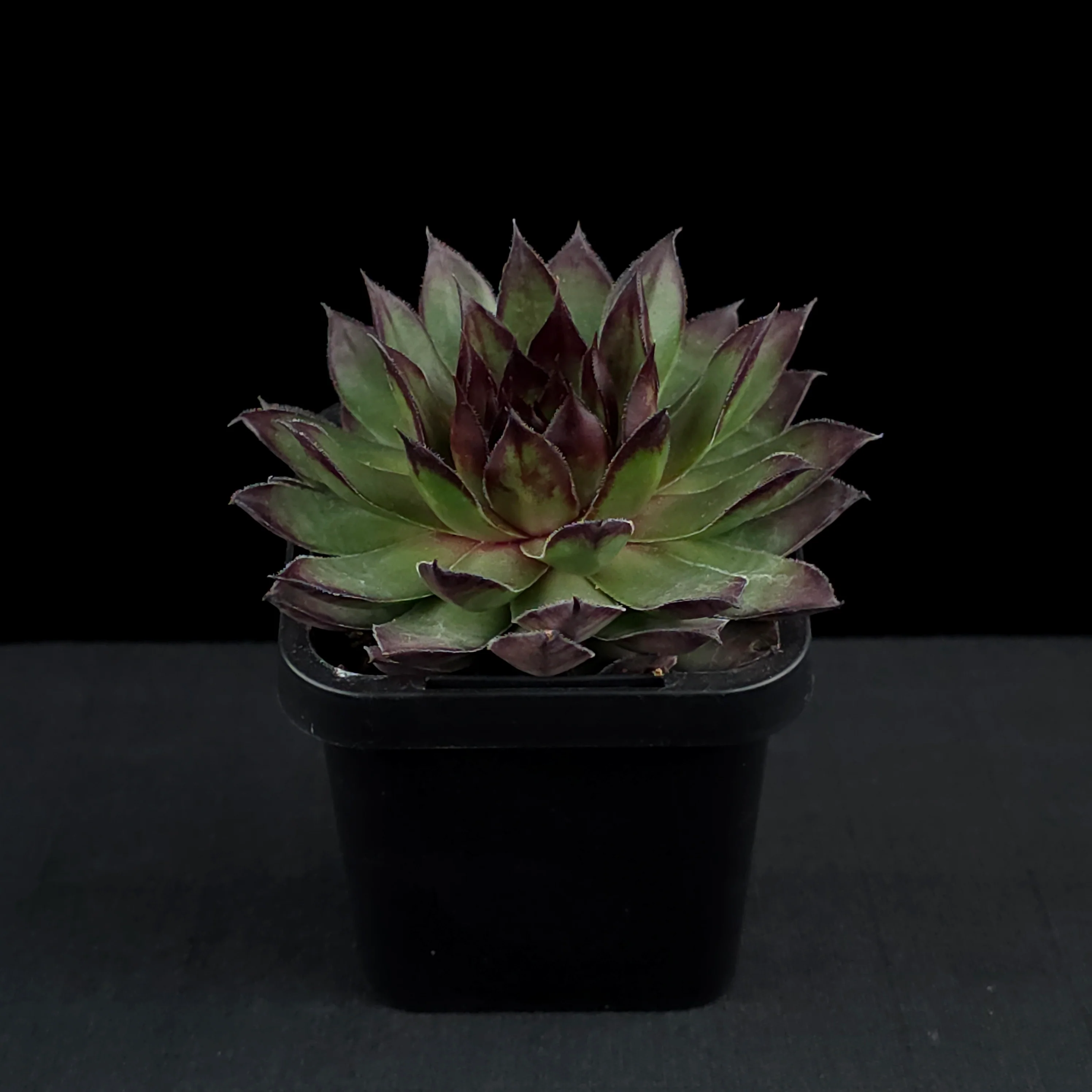 Sempervivum 'Lioness' - Image 3