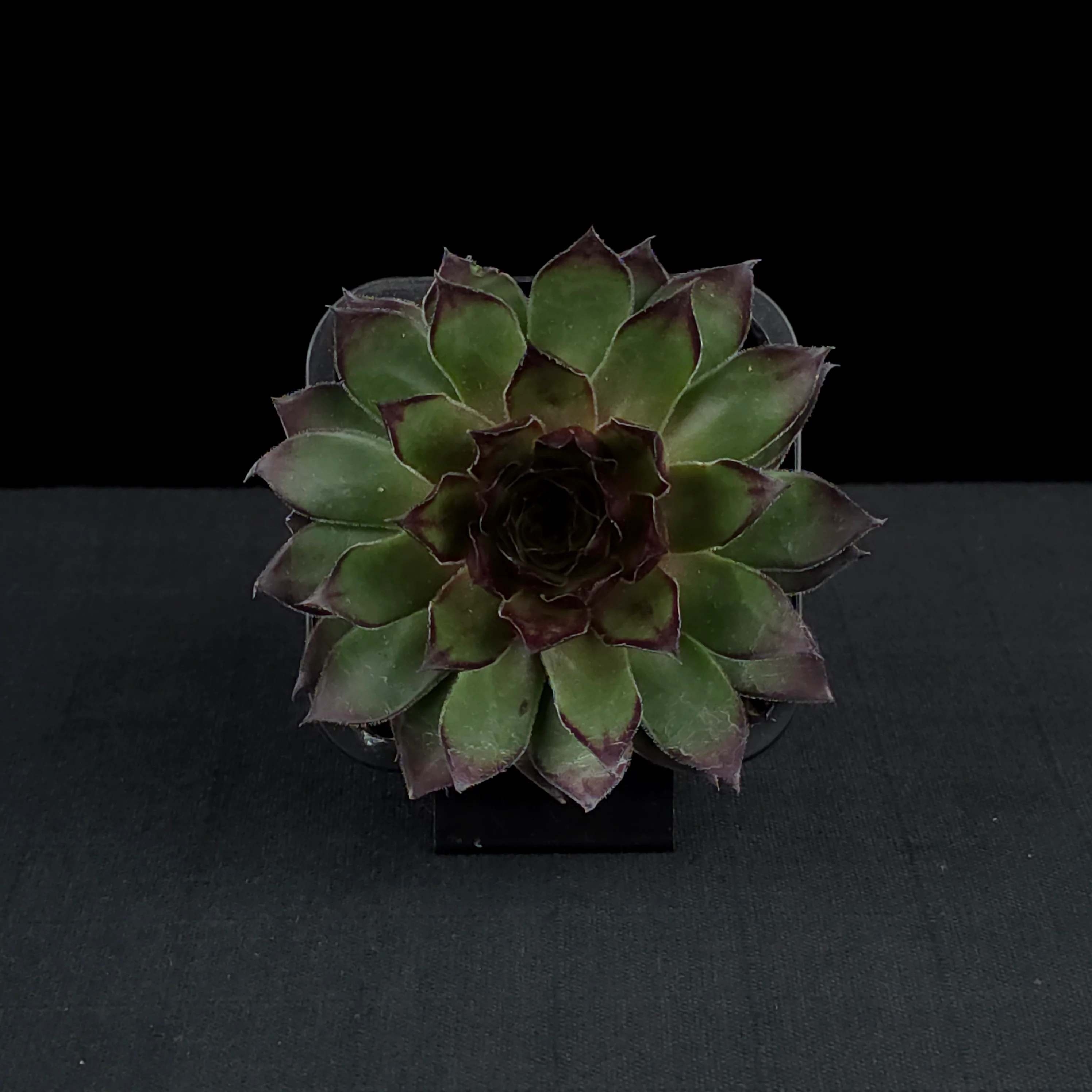 Sempervivum 'Lioness' - Image 4