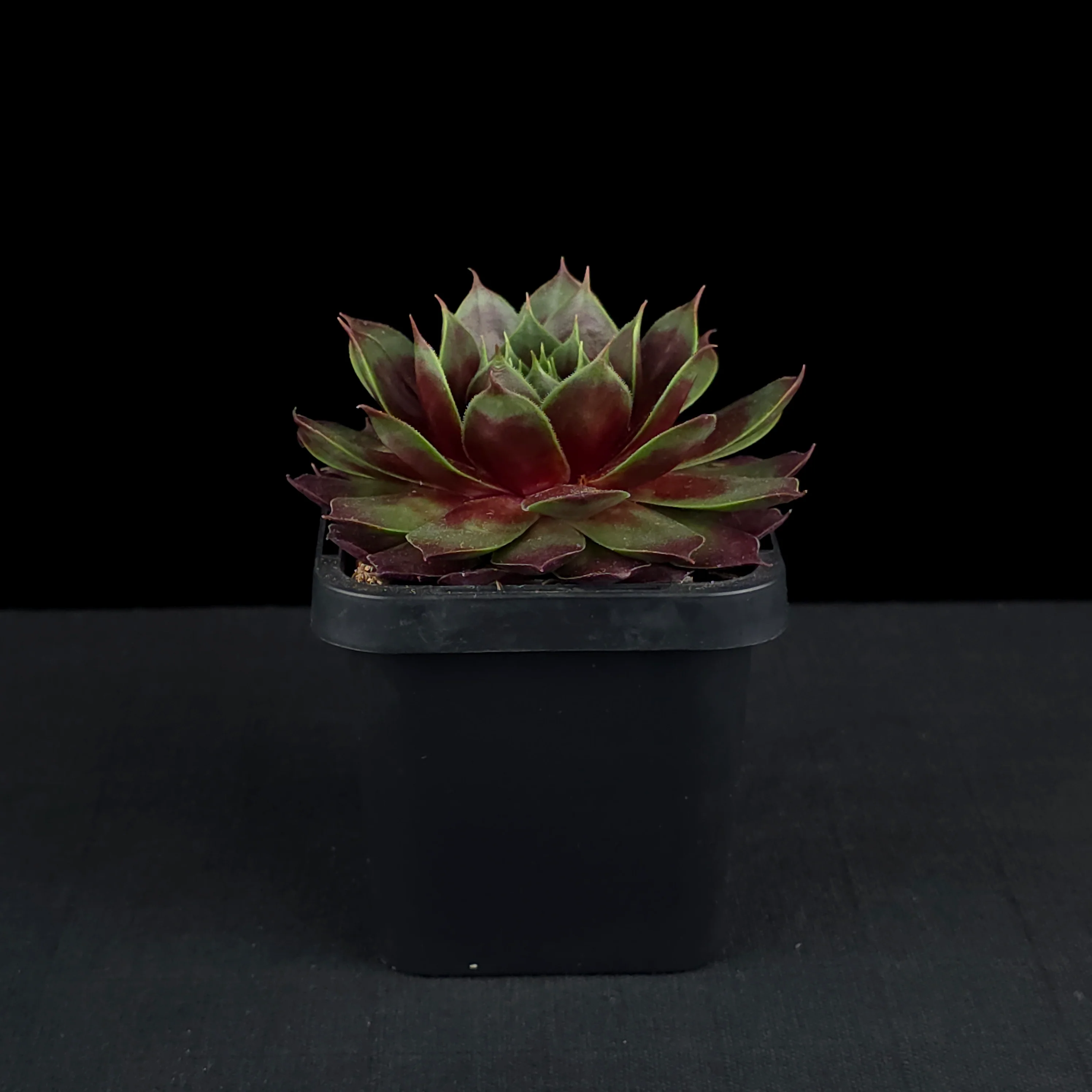 Sempervivum 'Marland Beauty' - Image 2