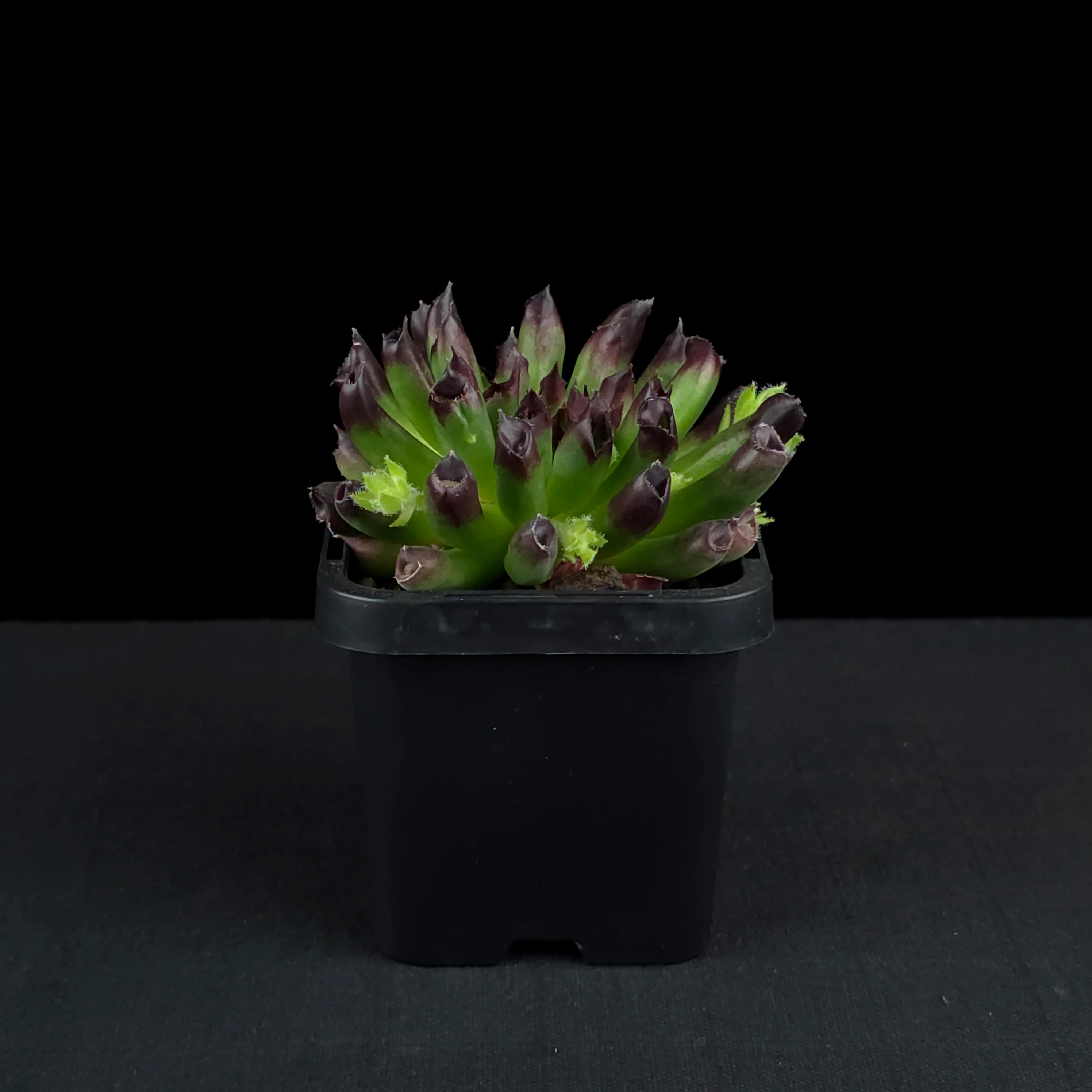 Sempervivum 'Oddity' - Image 2