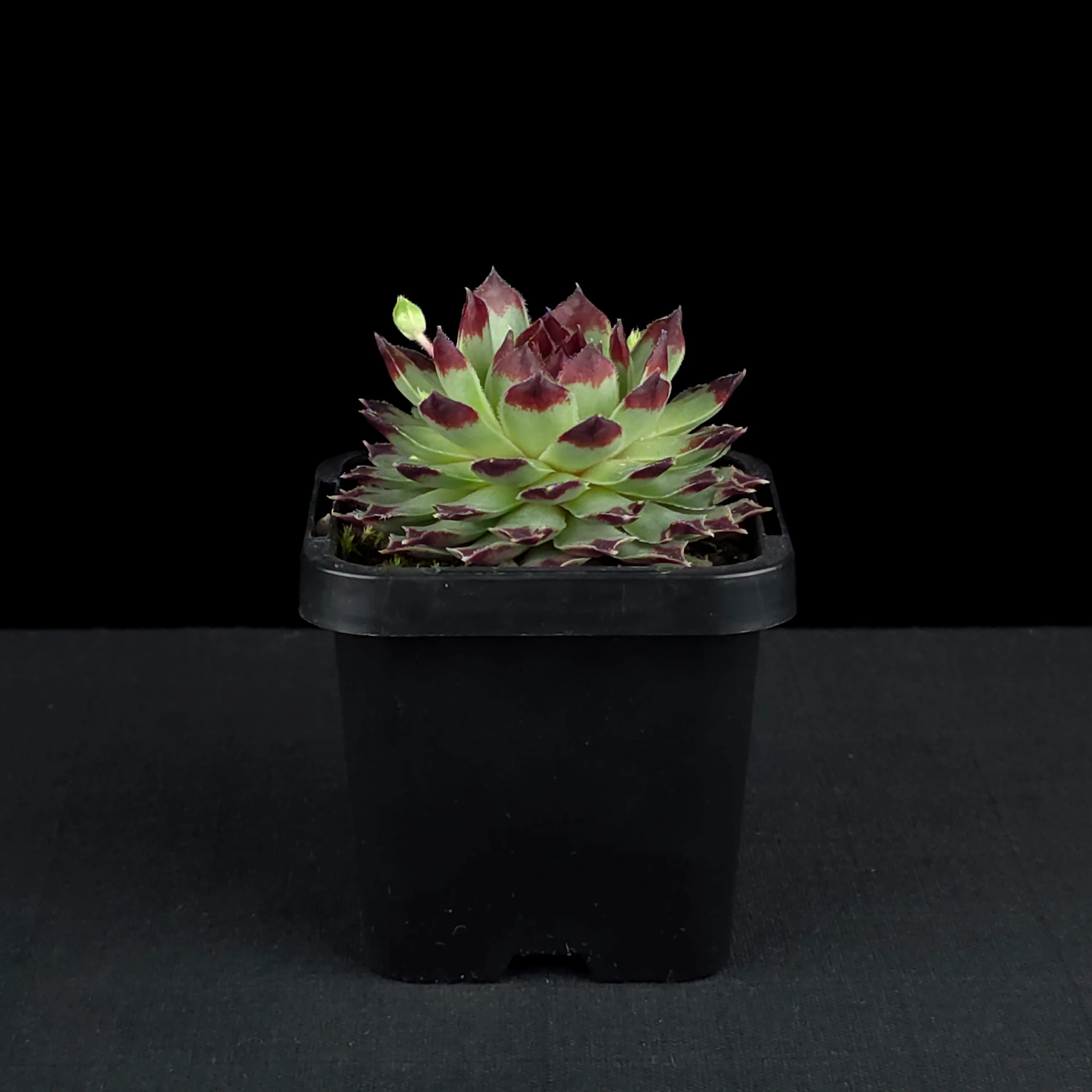 Sempervivum tectorum - Image 2