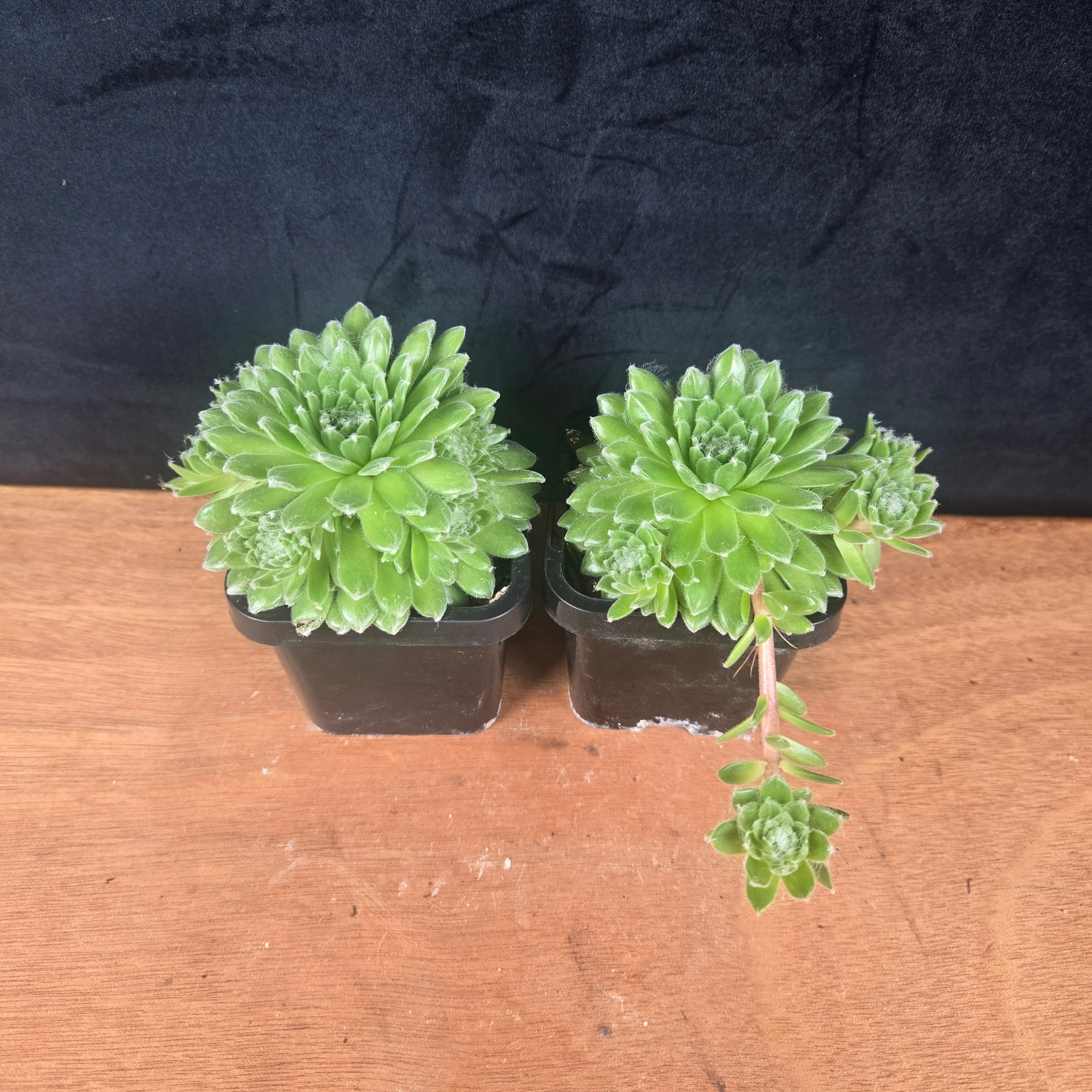 Sempervivum arachnoideum 'Tiny Tots' - Image 2