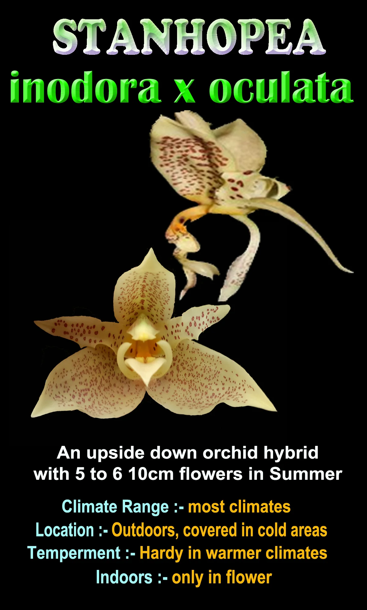 Stanhopea inodora × oculata - Image 5