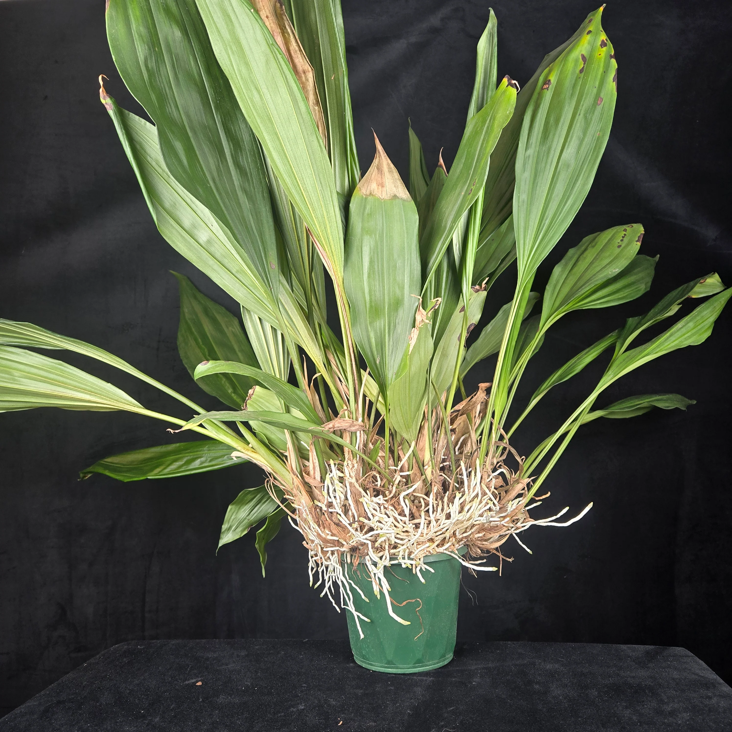 Stanhopea inodora × oculata – Collector's Specimen Orchid - Image 3