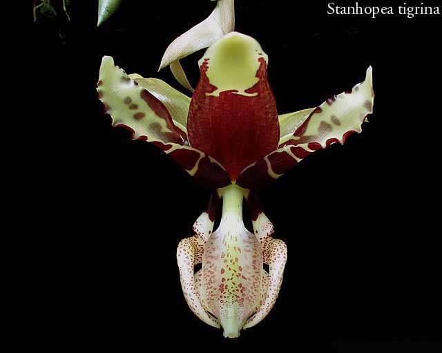 Stanhopea tigrina – The upside down orchid - Image 2