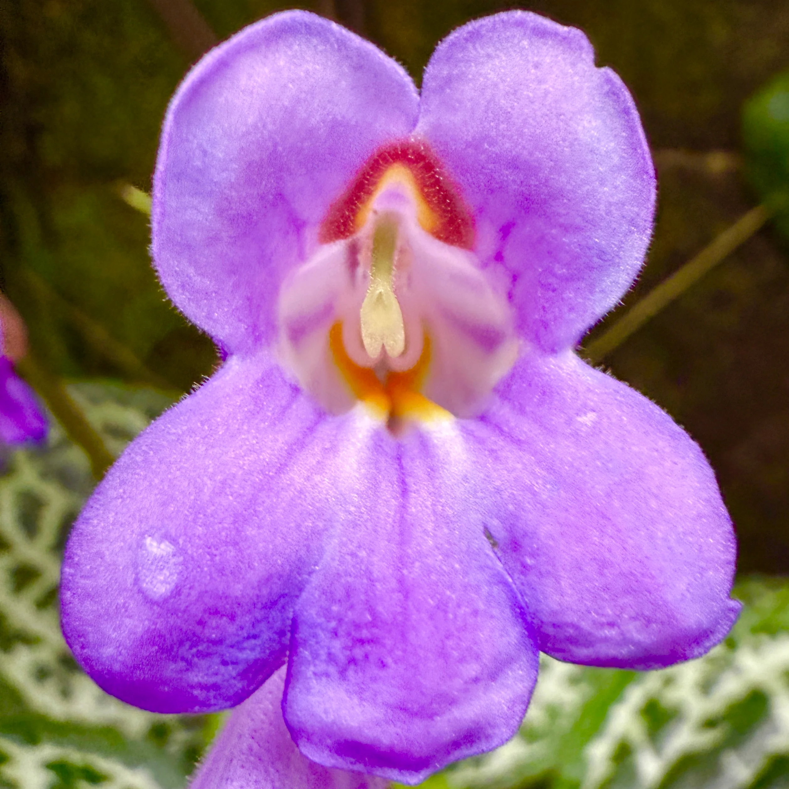 Streptocarpus 'Pretty Turtle' - Image 2