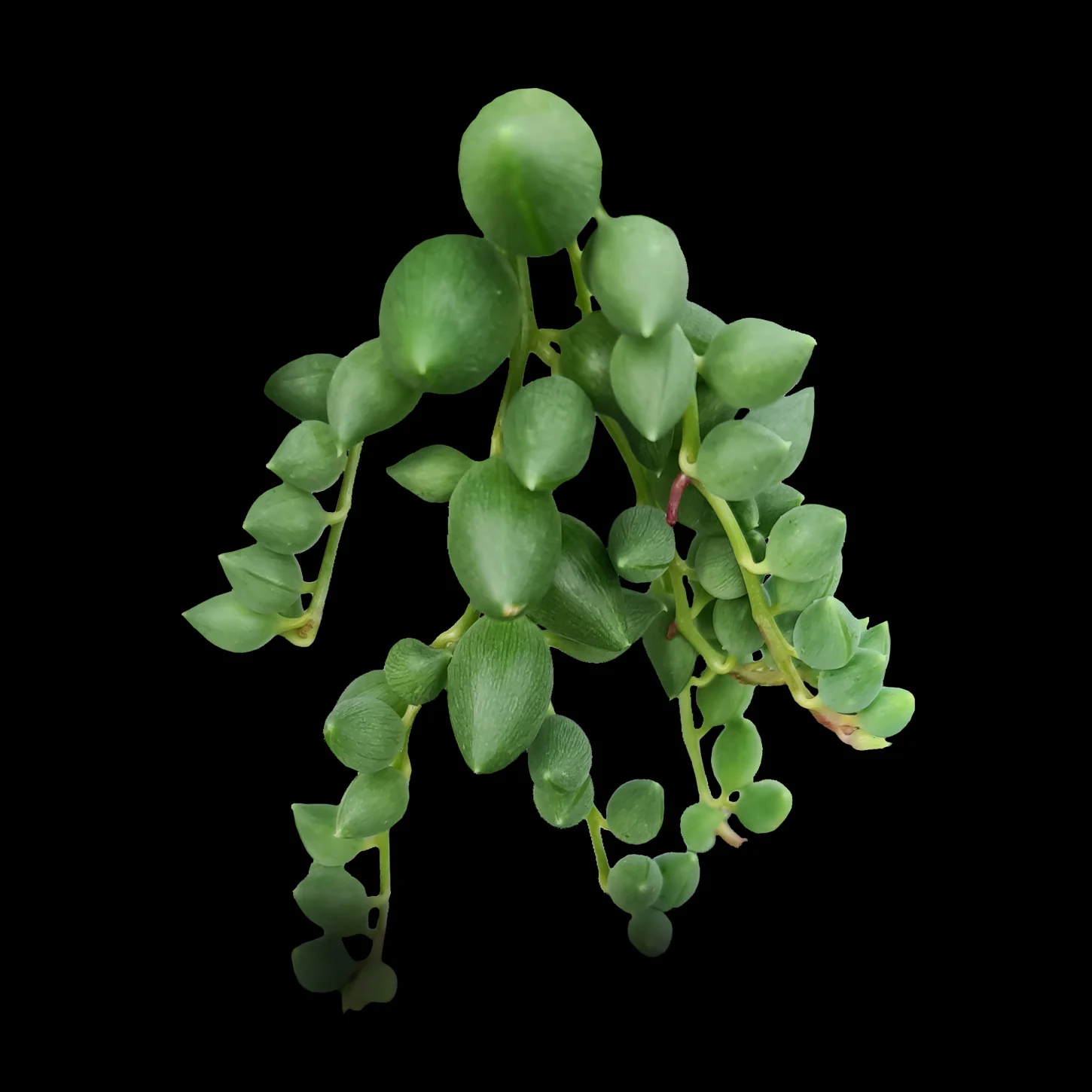String of Pearls Four Pack - Image 5