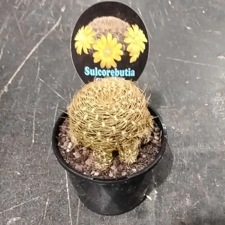 Sulcorebutia candiae - Image 3