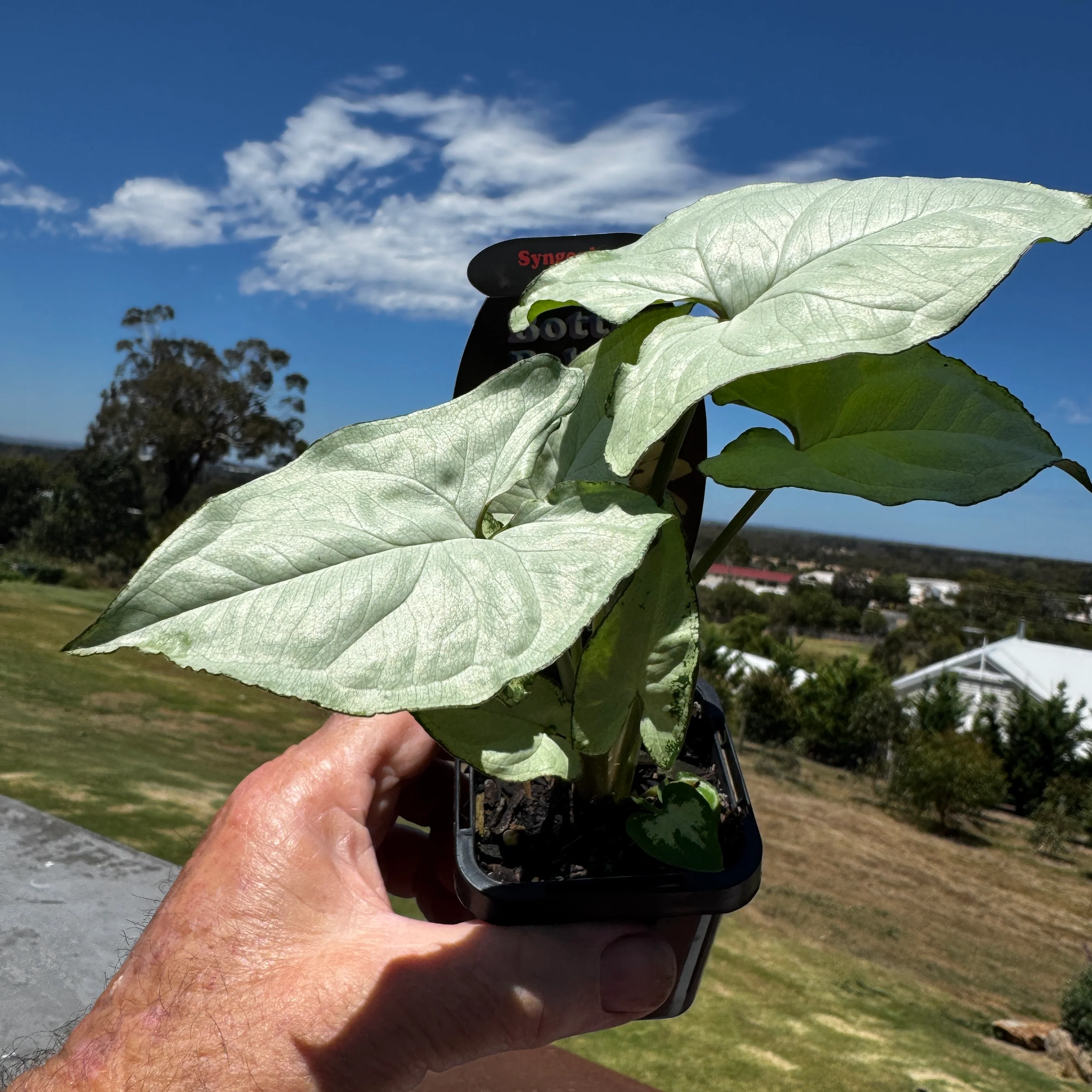 Syngonium podophyllum 'Holly' - Image 5