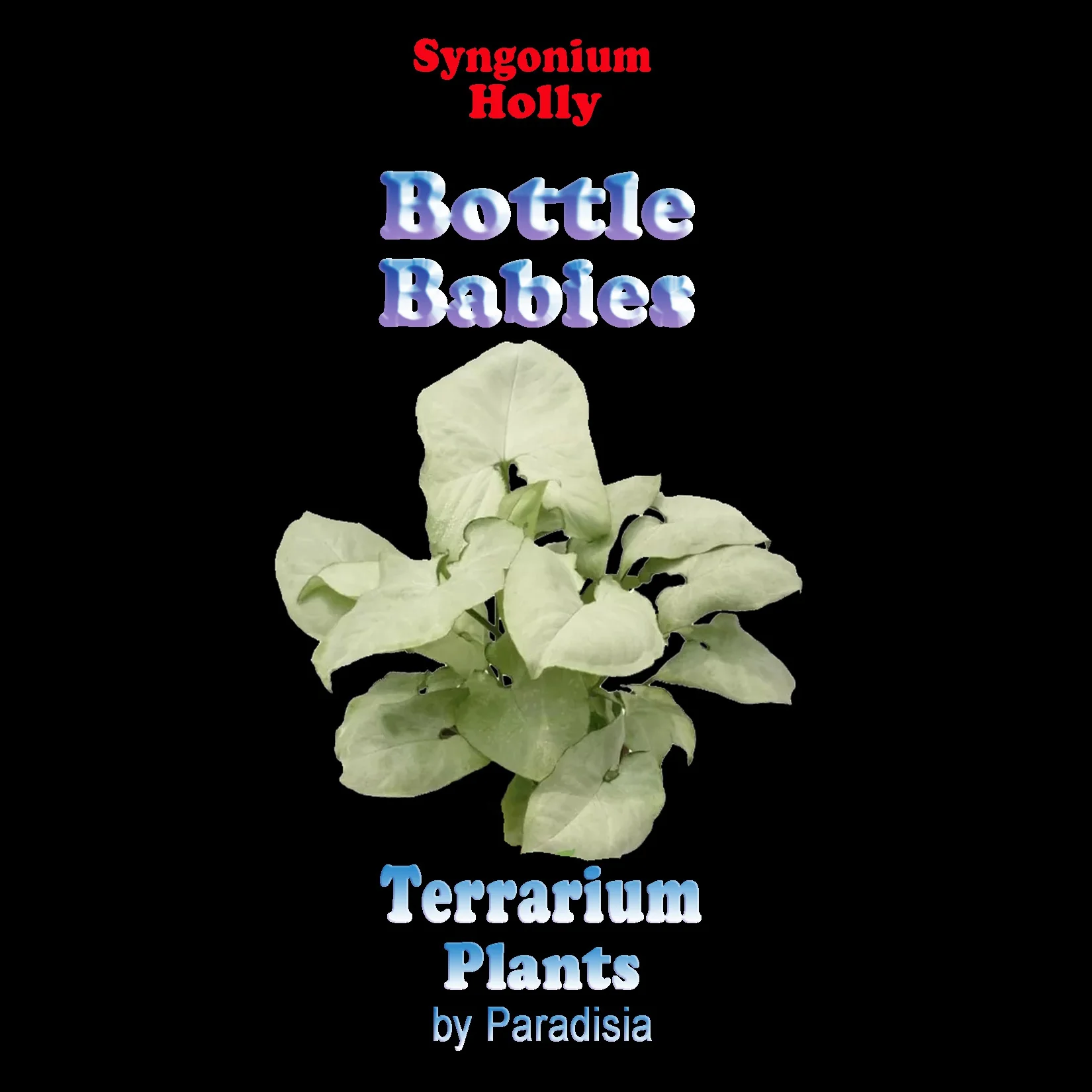 Syngonium podophyllum 'Holly' - Image 6