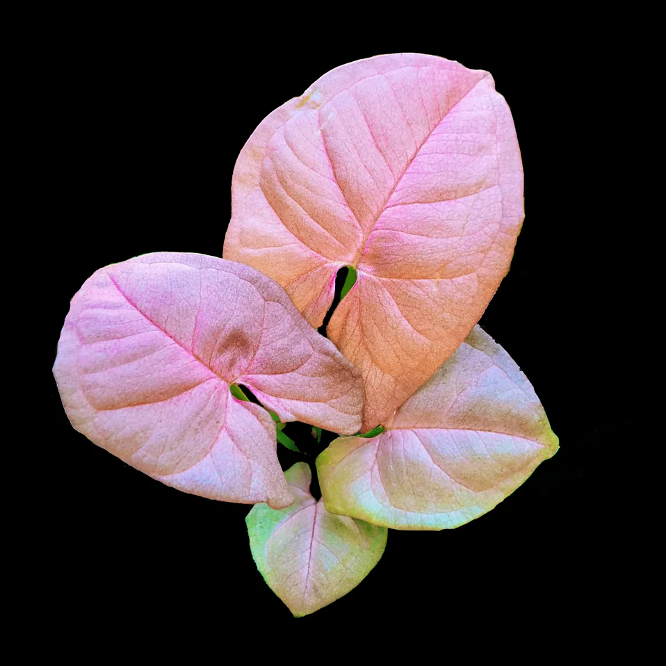 Syngonium podophyllum 'Neon'