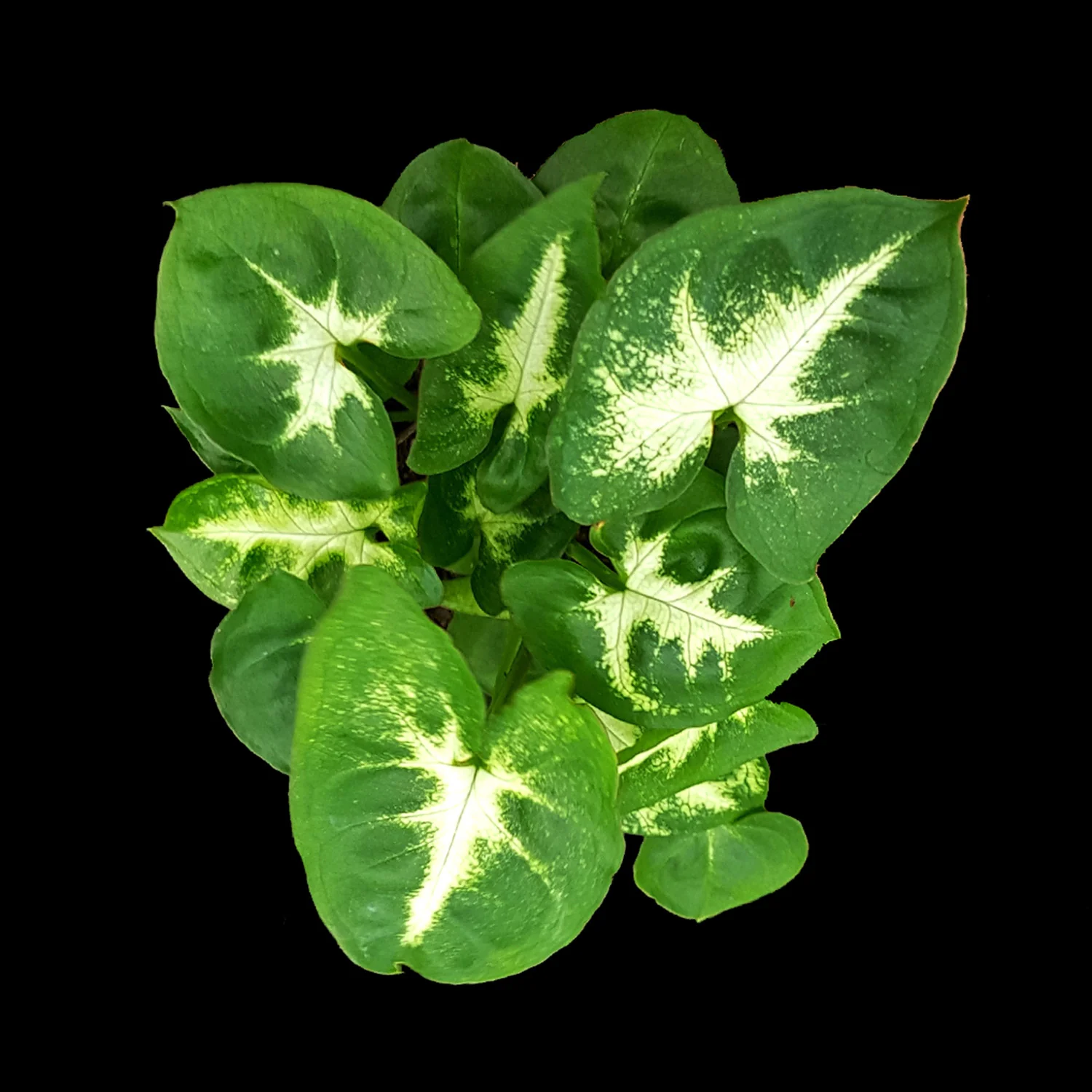Syngonium podophyllum 'Pixie'