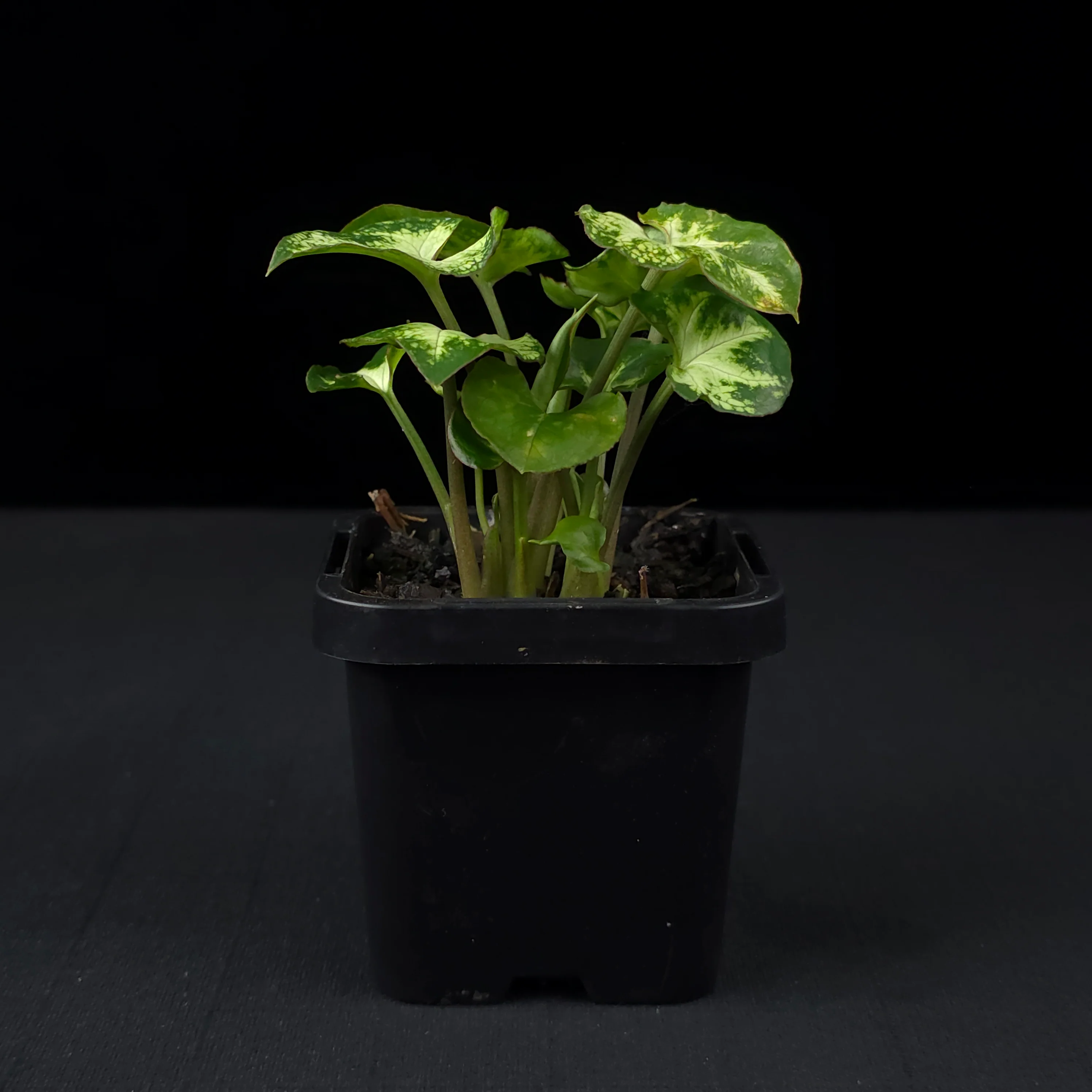 Syngonium podophyllum 'Pixie' - Image 2