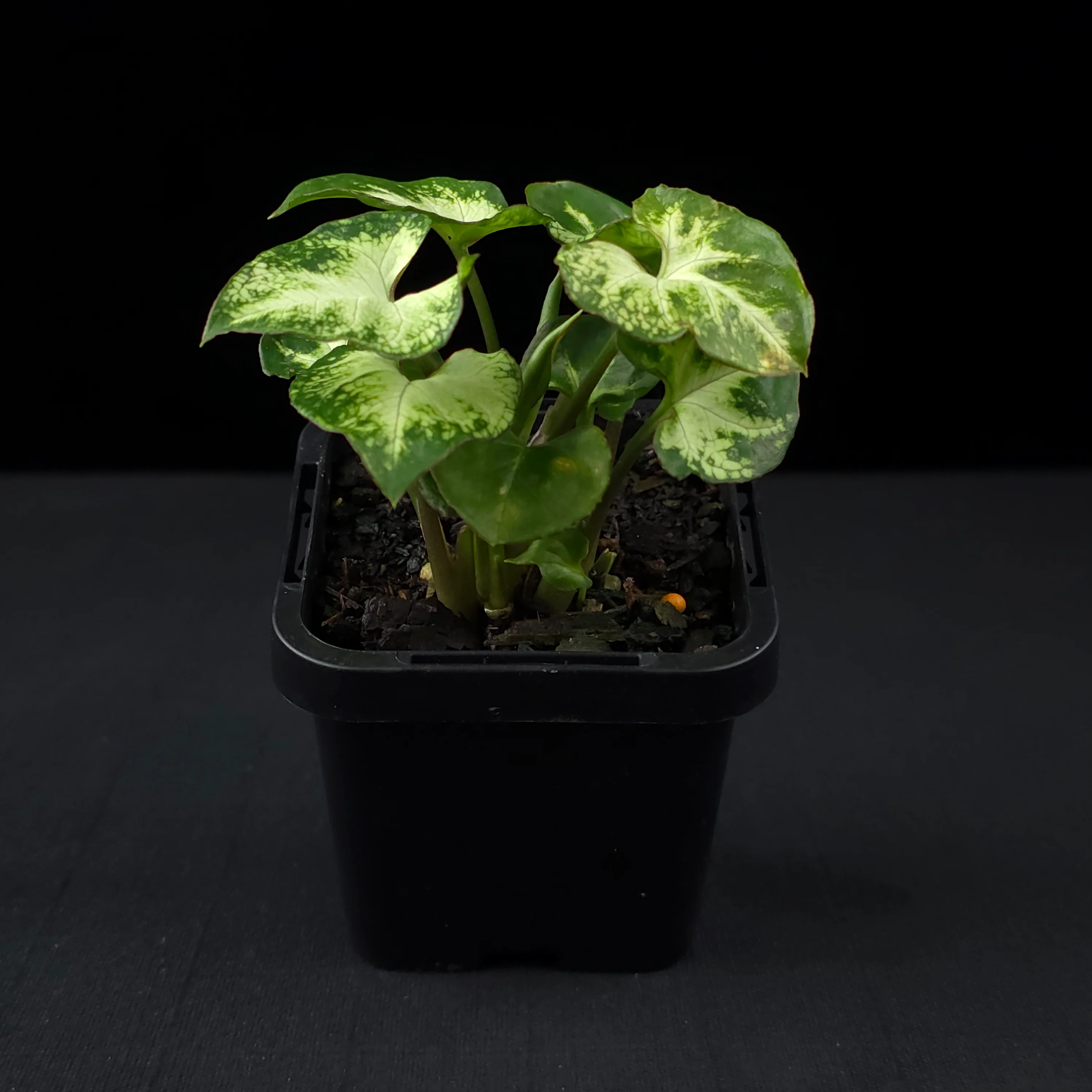 Syngonium podophyllum 'Pixie' - Image 3
