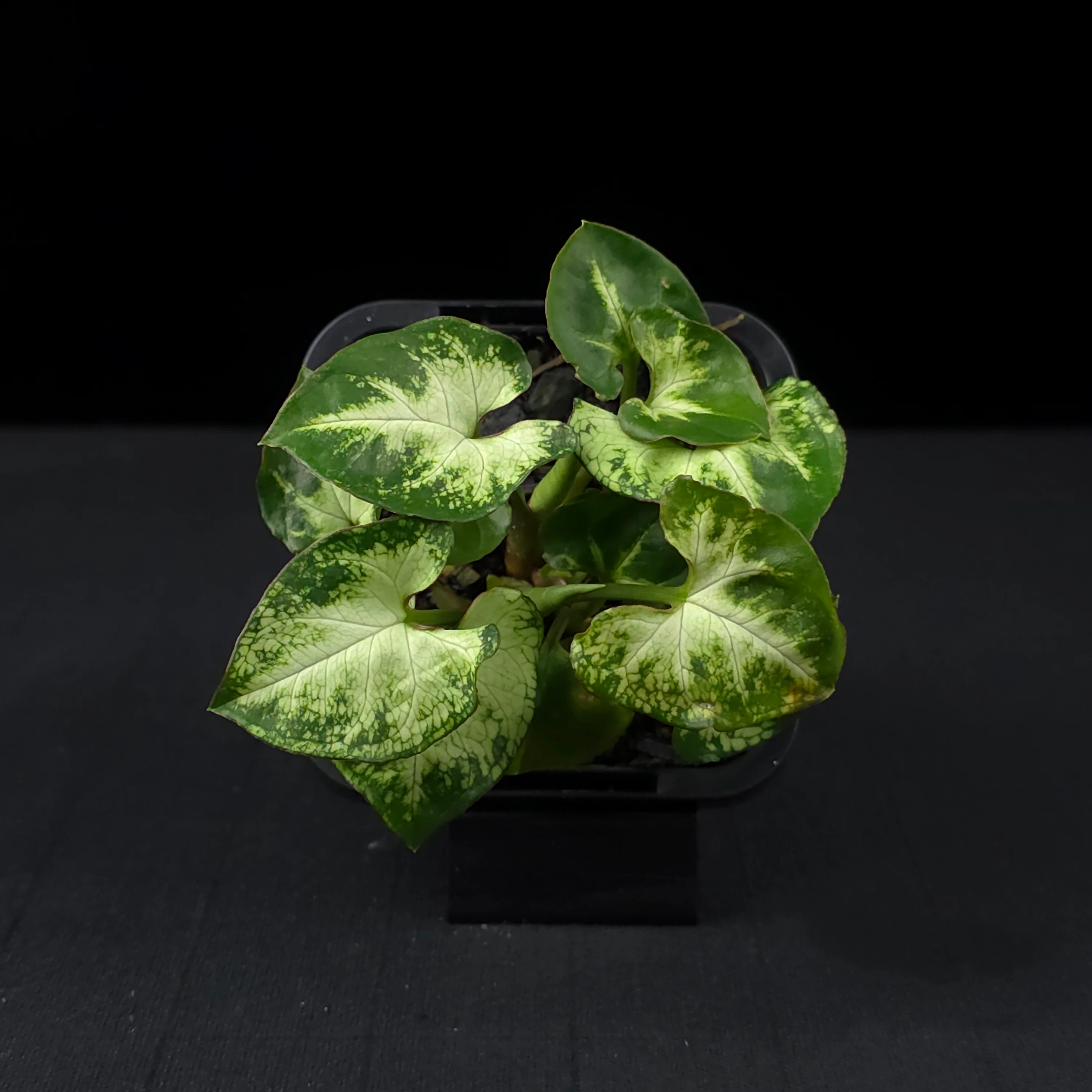 Syngonium podophyllum 'Pixie' - Image 4