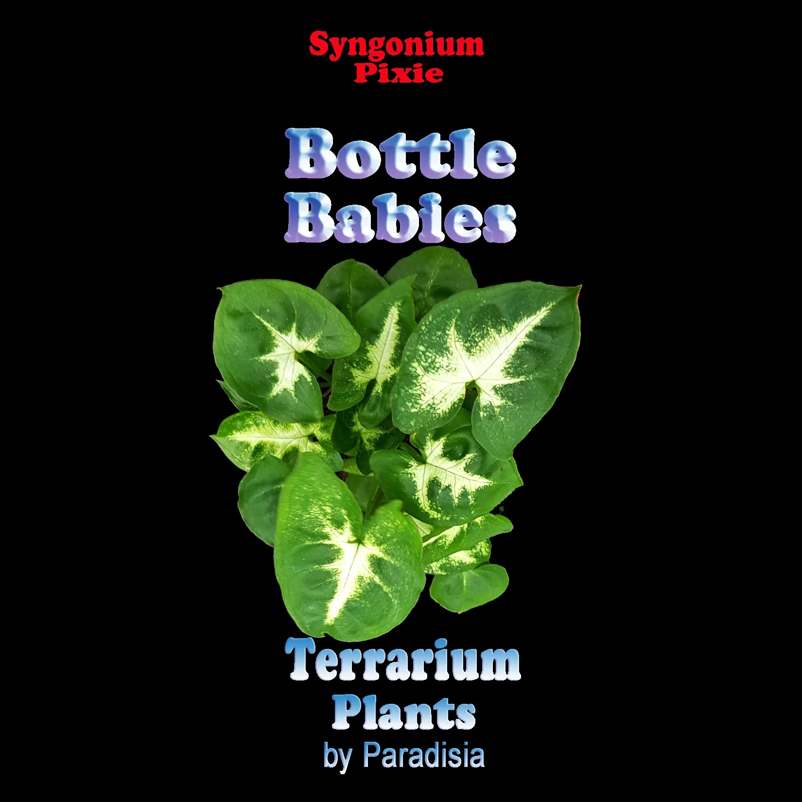 Syngonium podophyllum 'Pixie' - Image 6