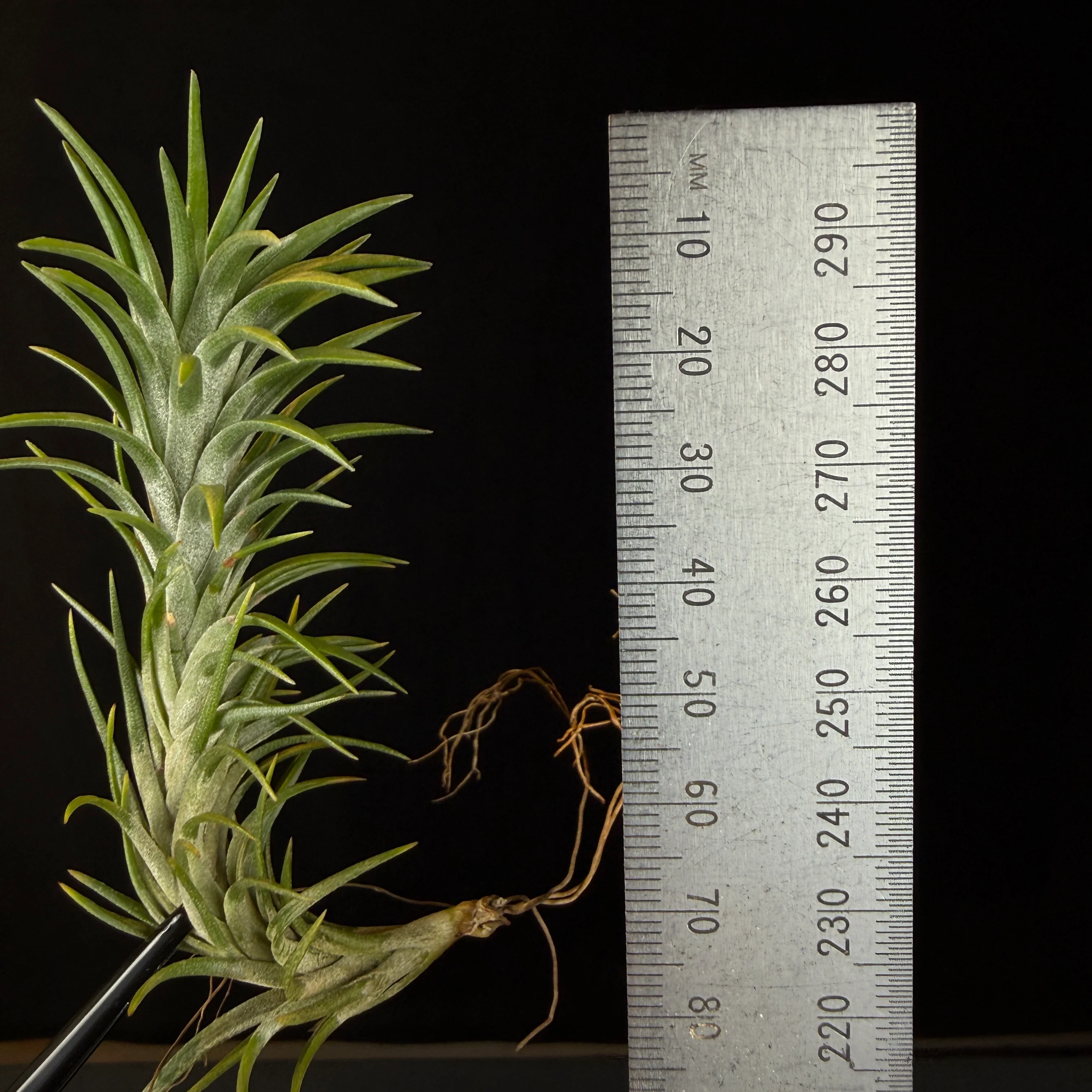 Tillandsia araujei - Image 3